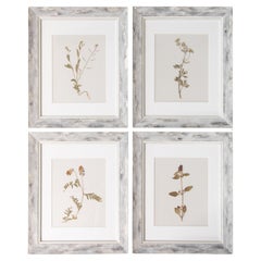 Set di quattro esemplari botanici dell'antico erbario svedese con cornice personalizzata