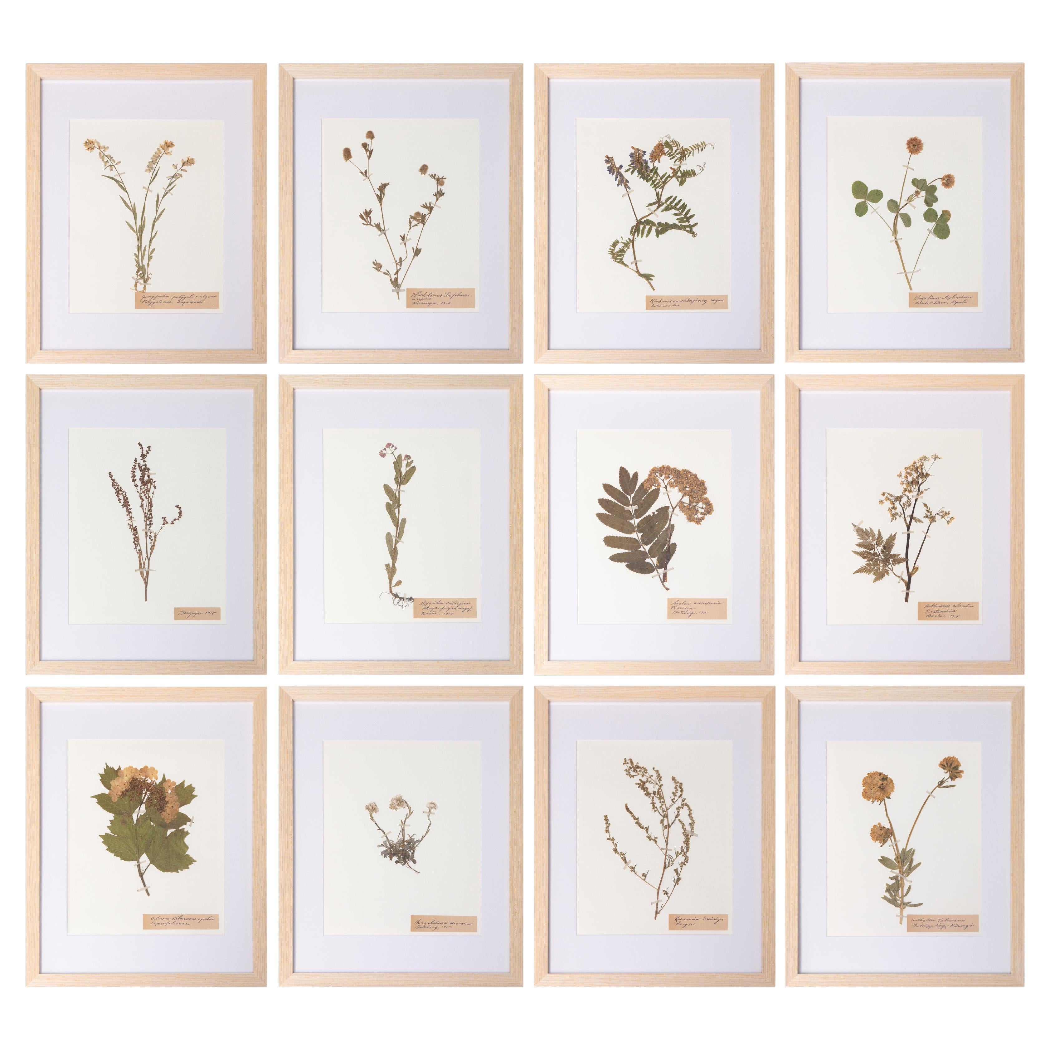 Individuell gerahmte antike schwedische Herbarien, 12er-Set