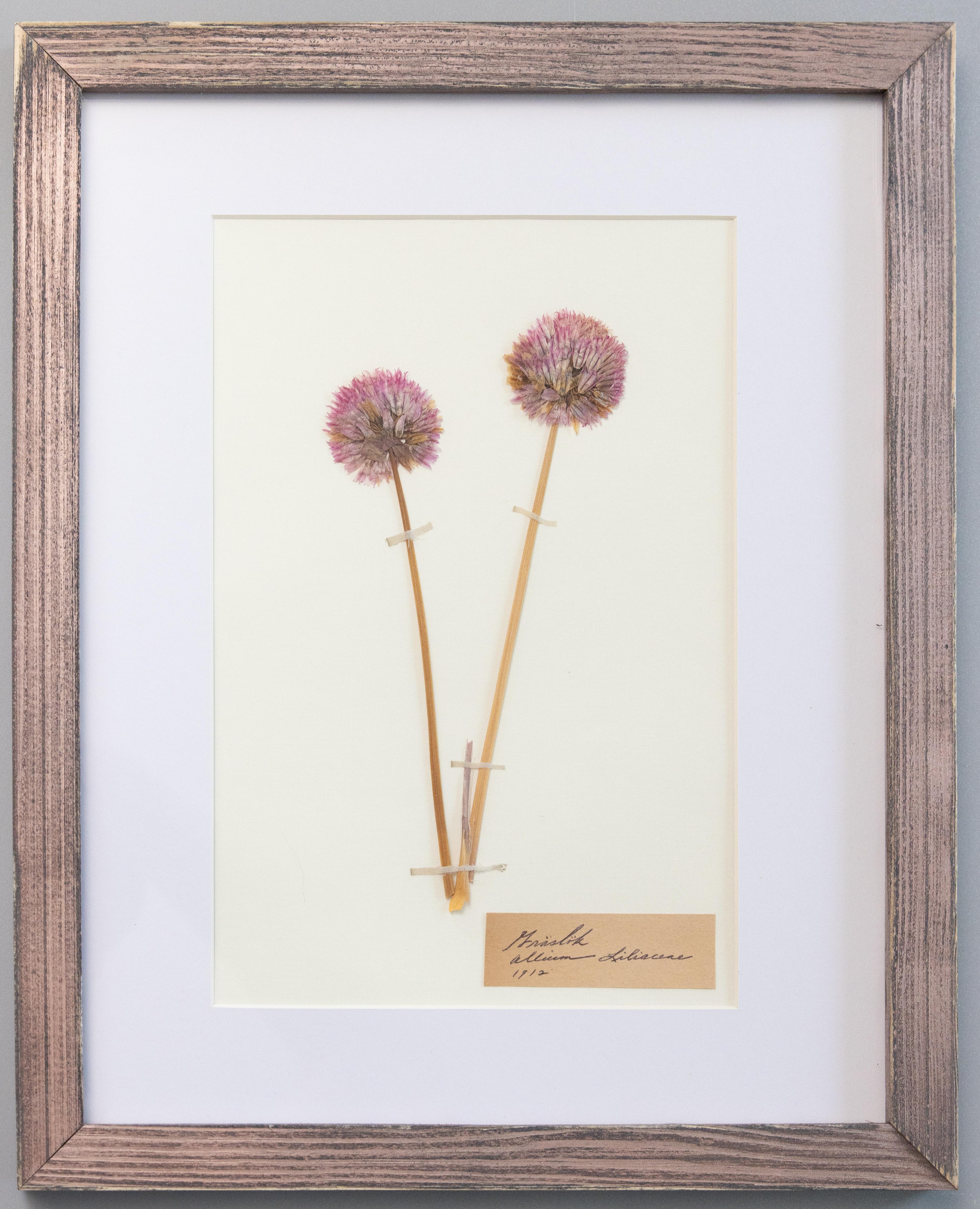 Schöne gerahmte schwedische antike Herbarium florale Proben, gesammelt 1912. Handgeschriebene Namen in schöner lateinischer Schrift. Zu den Exemplaren gehören Schnittlauchblüten und Vogelwicke. Präsentiert in roségoldenen Distressed-Rahmen,