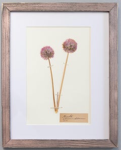 Custom Framed Antique Swedish Herbariums, Set of 2