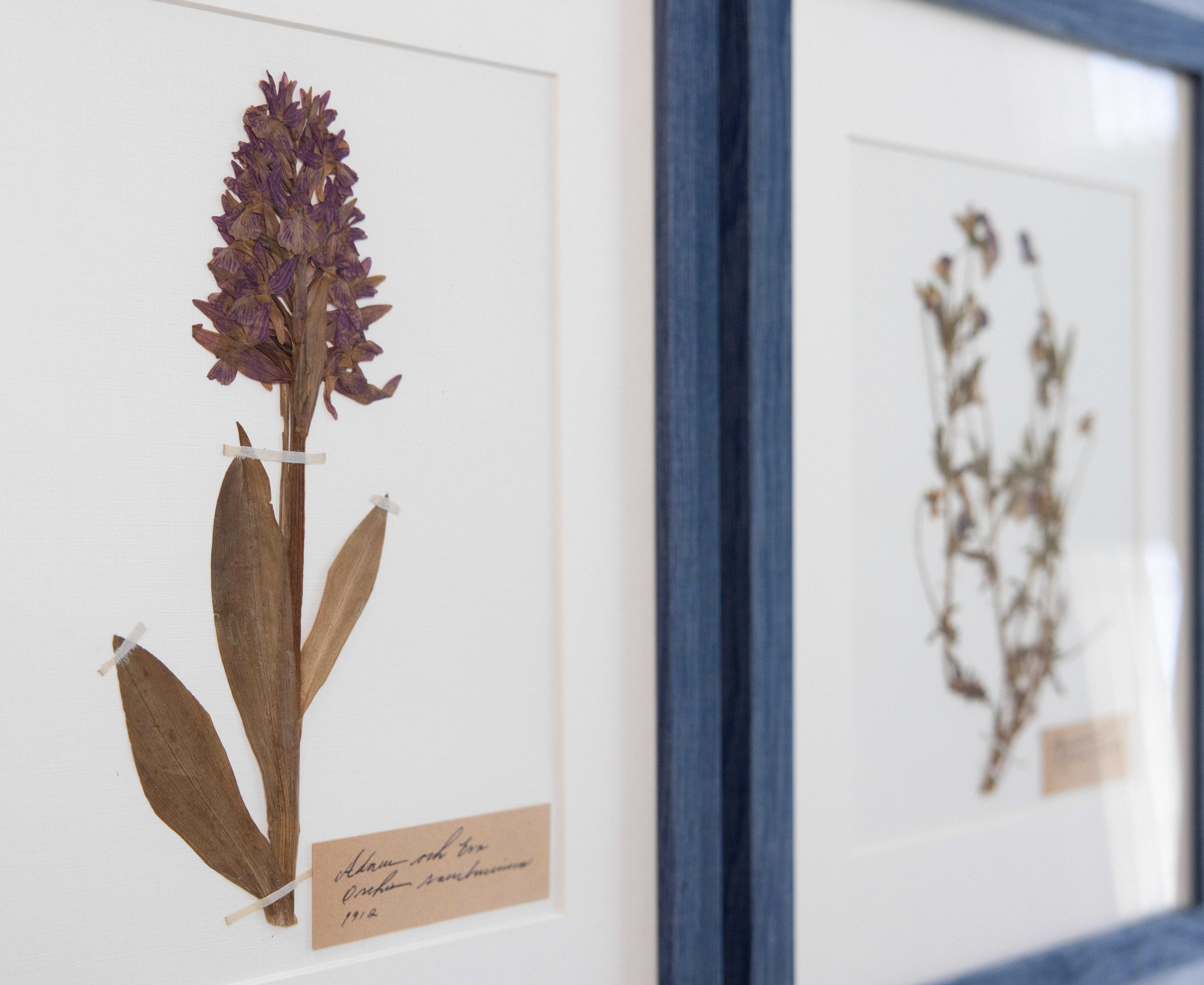 Beautiful custom framed Swedish antique herbarium floral specimens, collected 1912. Handwritten names in lovely Latin script. Specimens include purple orchid and wild pansy/Johnny Jump Up. Presented in blue frames, custom matted.