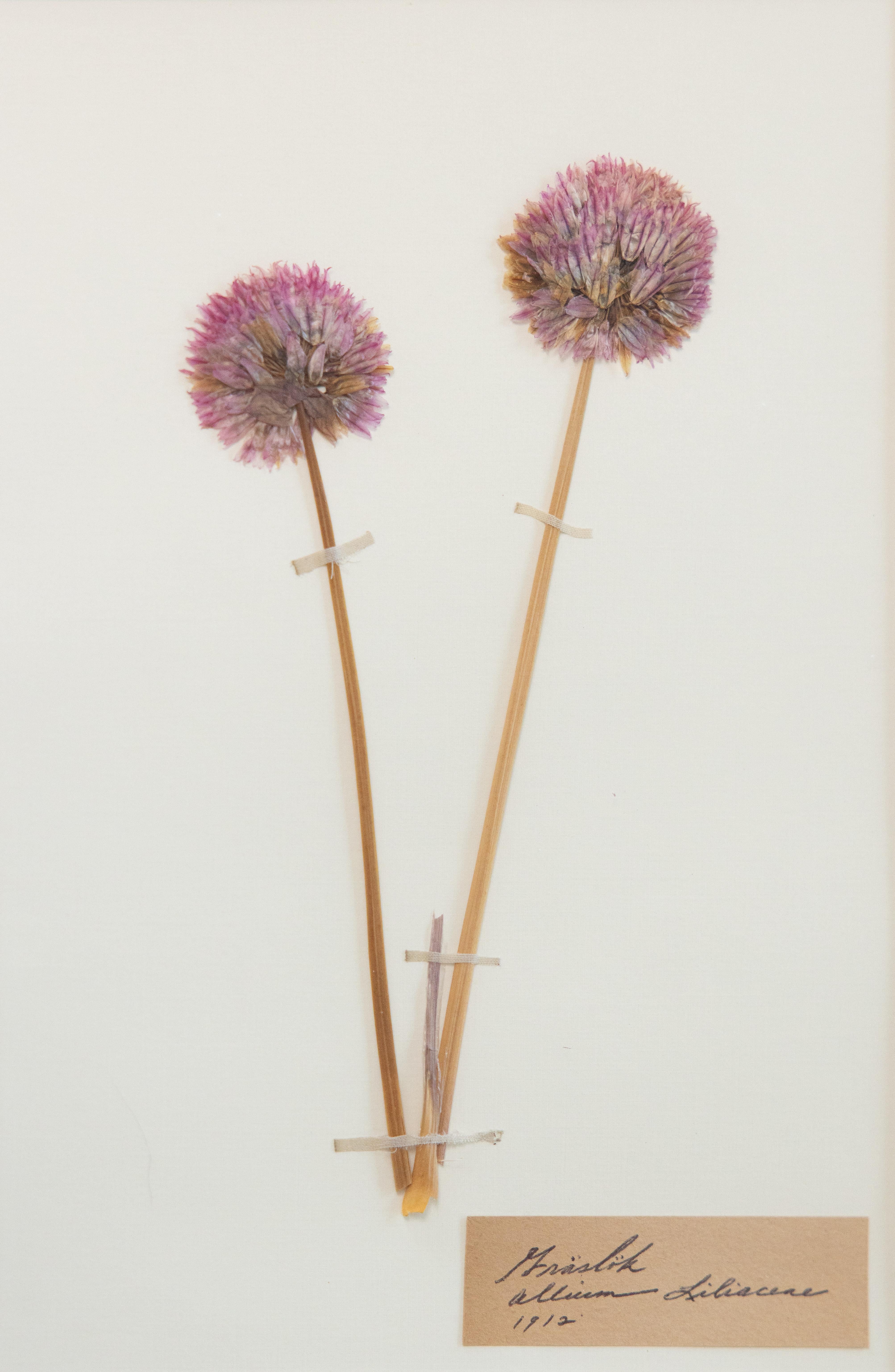 Individuell gerahmte antike schwedische Herbarien, 2er-Set (Schwedisch) im Angebot