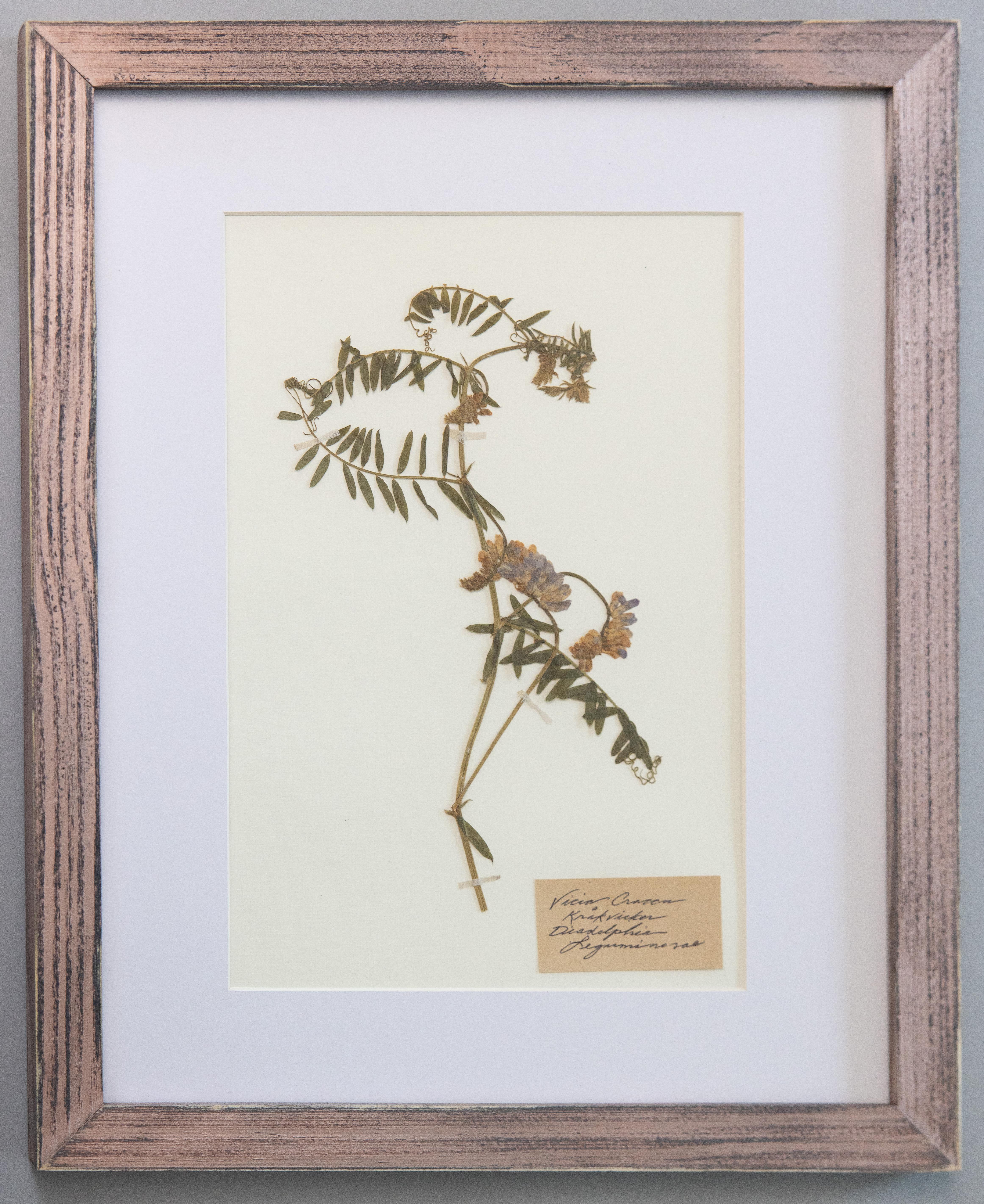 Individuell gerahmte antike schwedische Herbarien, 2er-Set (Gepresst) im Angebot