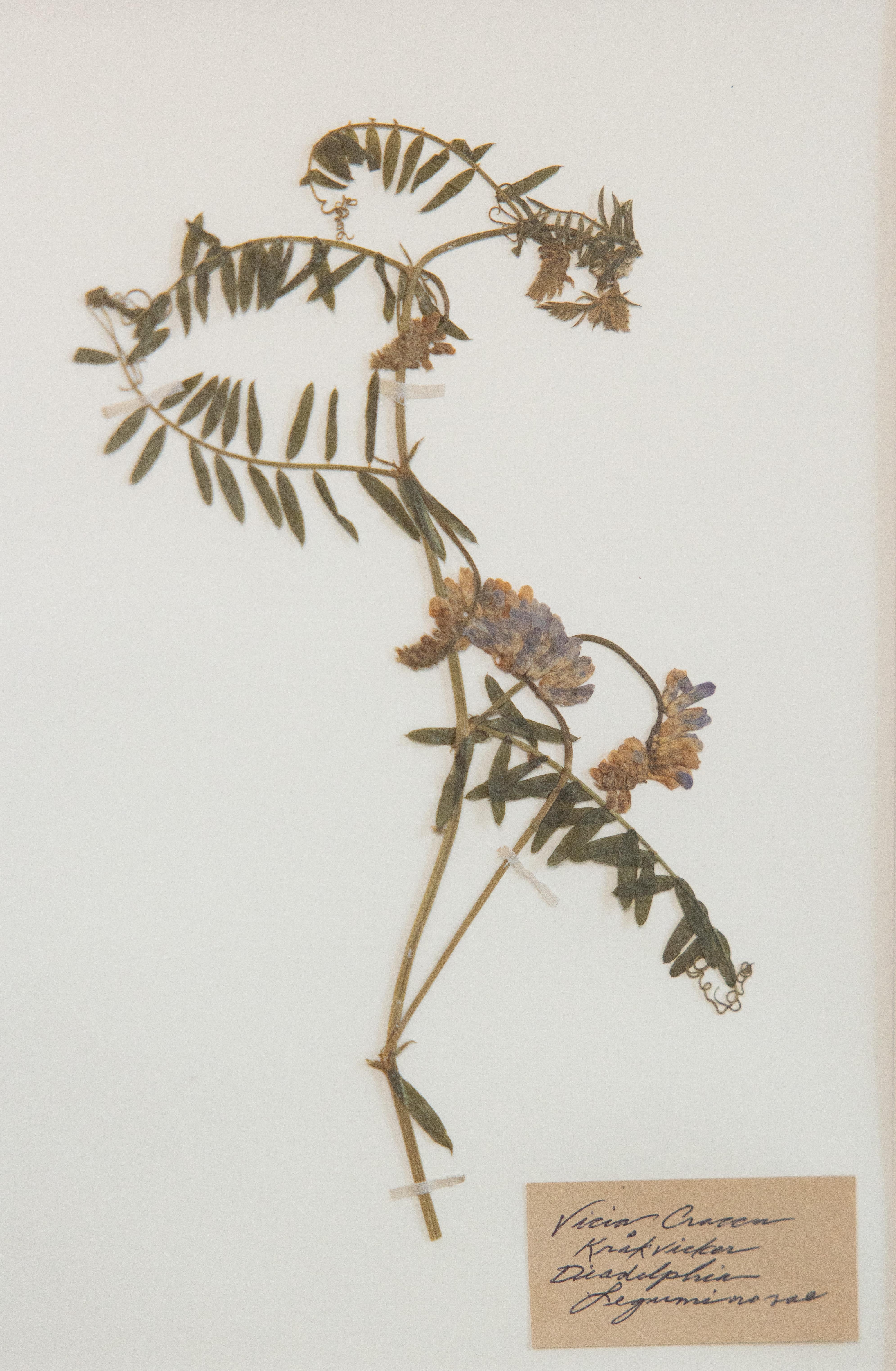 Individuell gerahmte antike schwedische Herbarien, 2er-Set im Zustand „Gut“ im Angebot in Pearland, TX