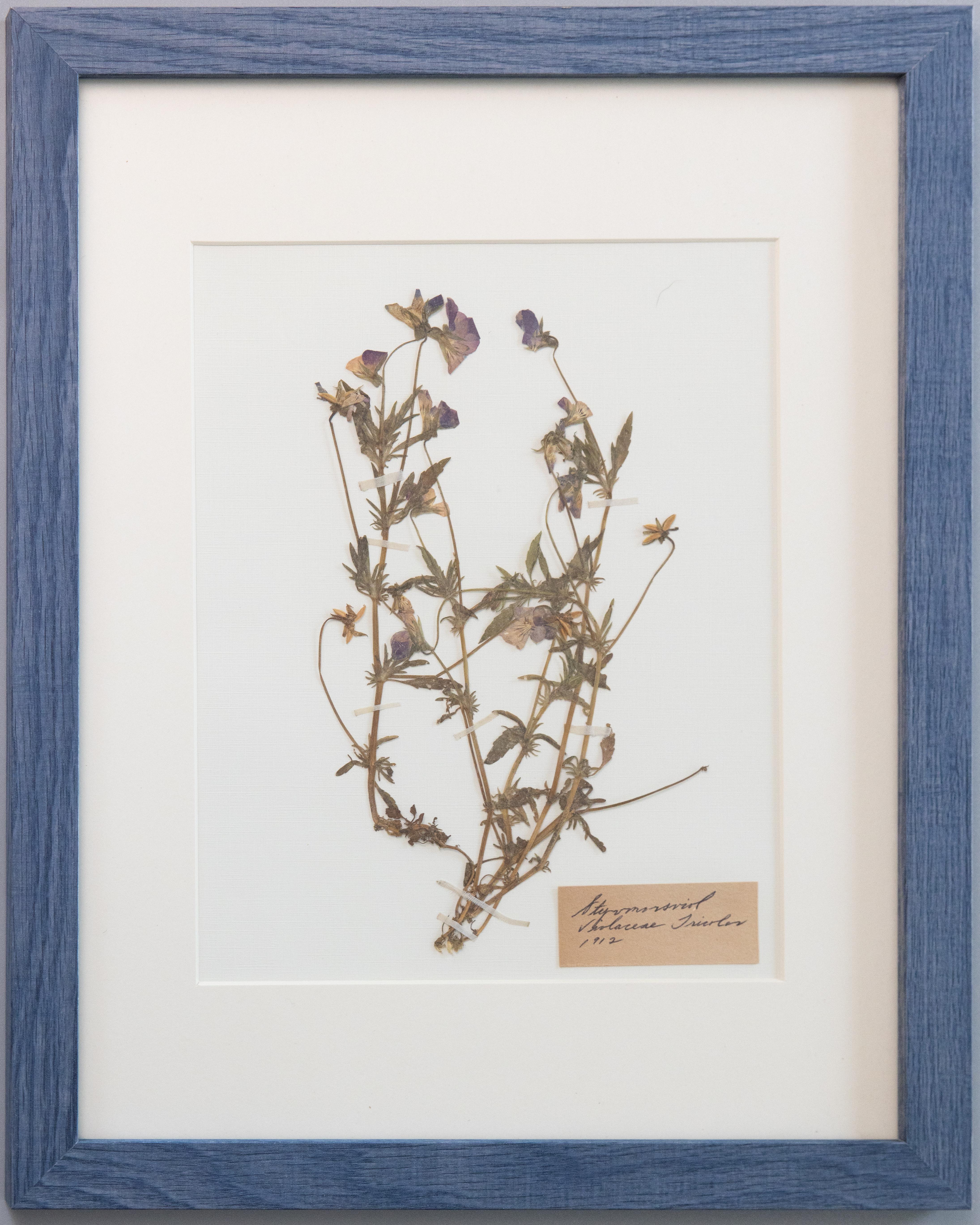 Custom Framed Antique Swedish Herbariums, Set of 2 In Good Condition For Sale In Pearland, TX