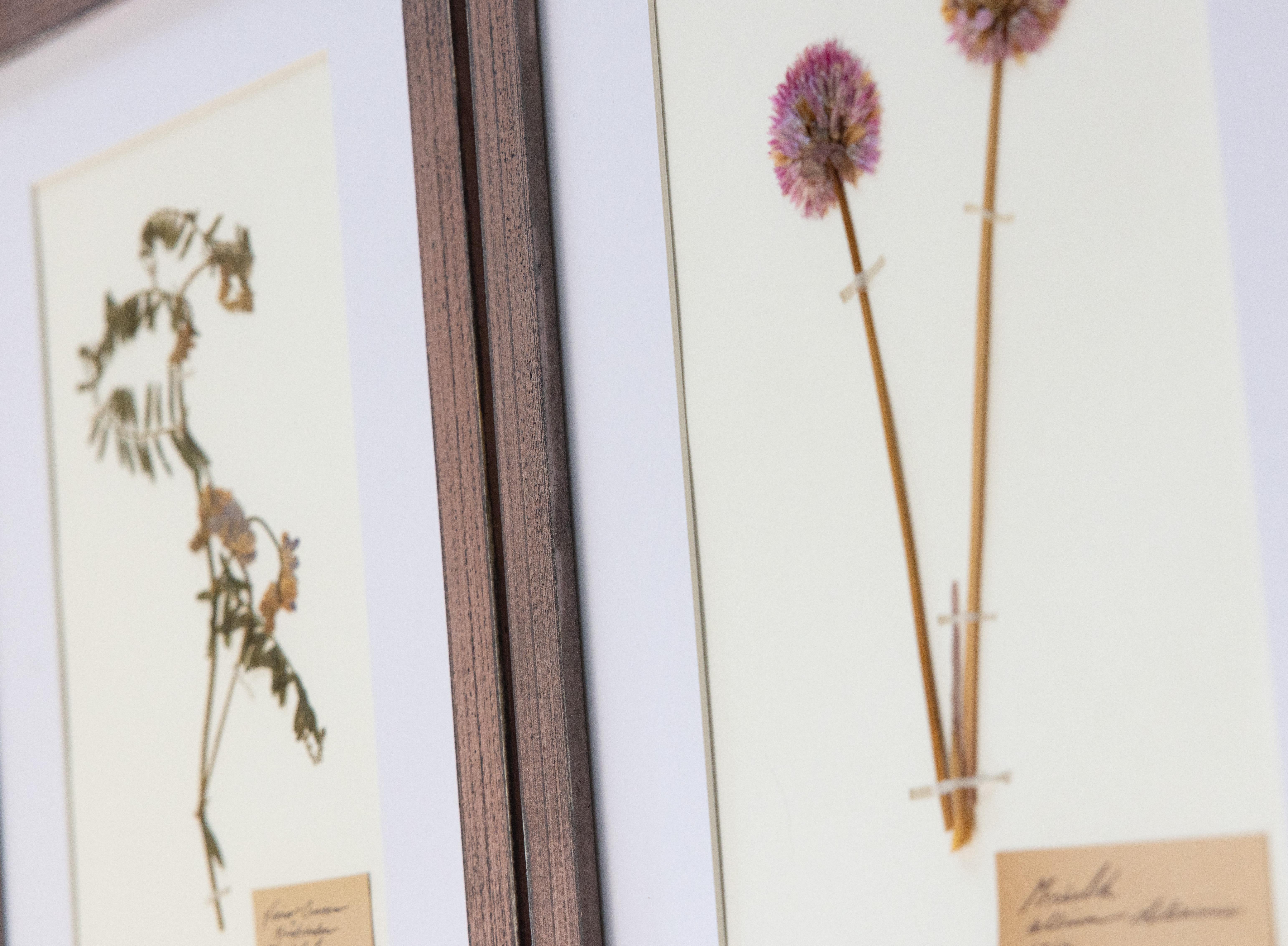 Individuell gerahmte antike schwedische Herbarien, 2er-Set (Frühes 20. Jahrhundert) im Angebot