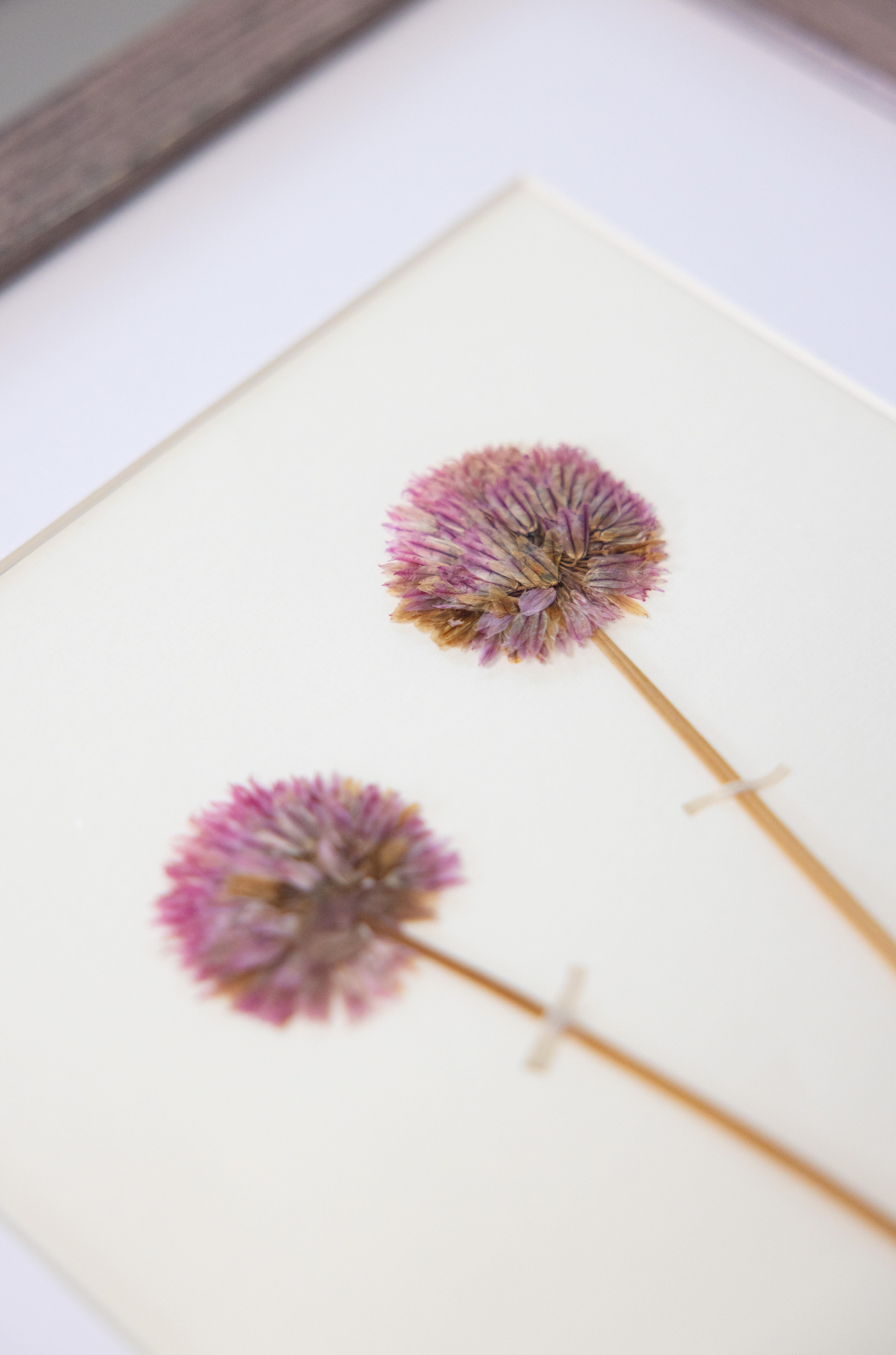 Individuell gerahmte antike schwedische Herbarien, 2er-Set (Glas) im Angebot