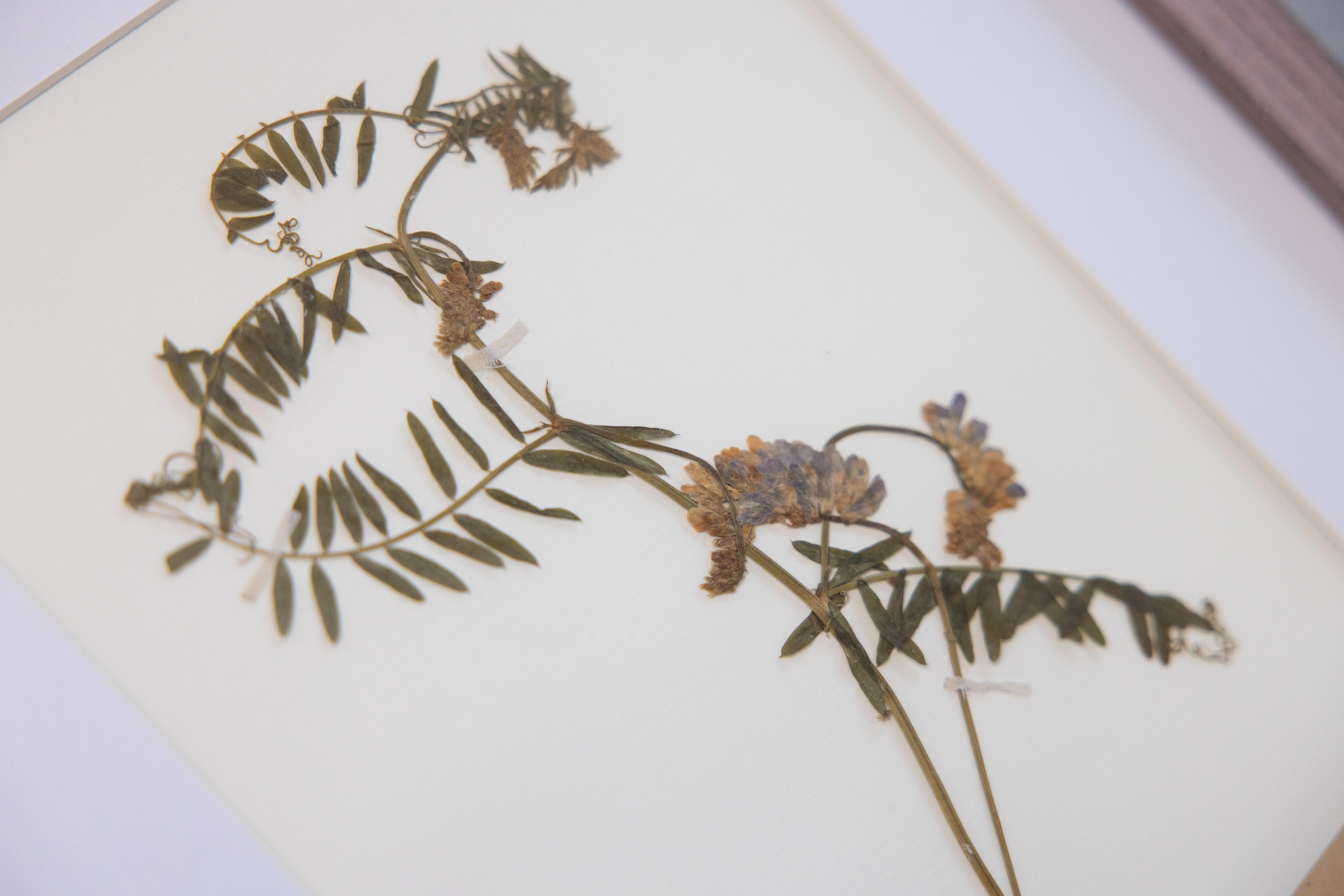 Individuell gerahmte antike schwedische Herbarien, 2er-Set im Angebot 1