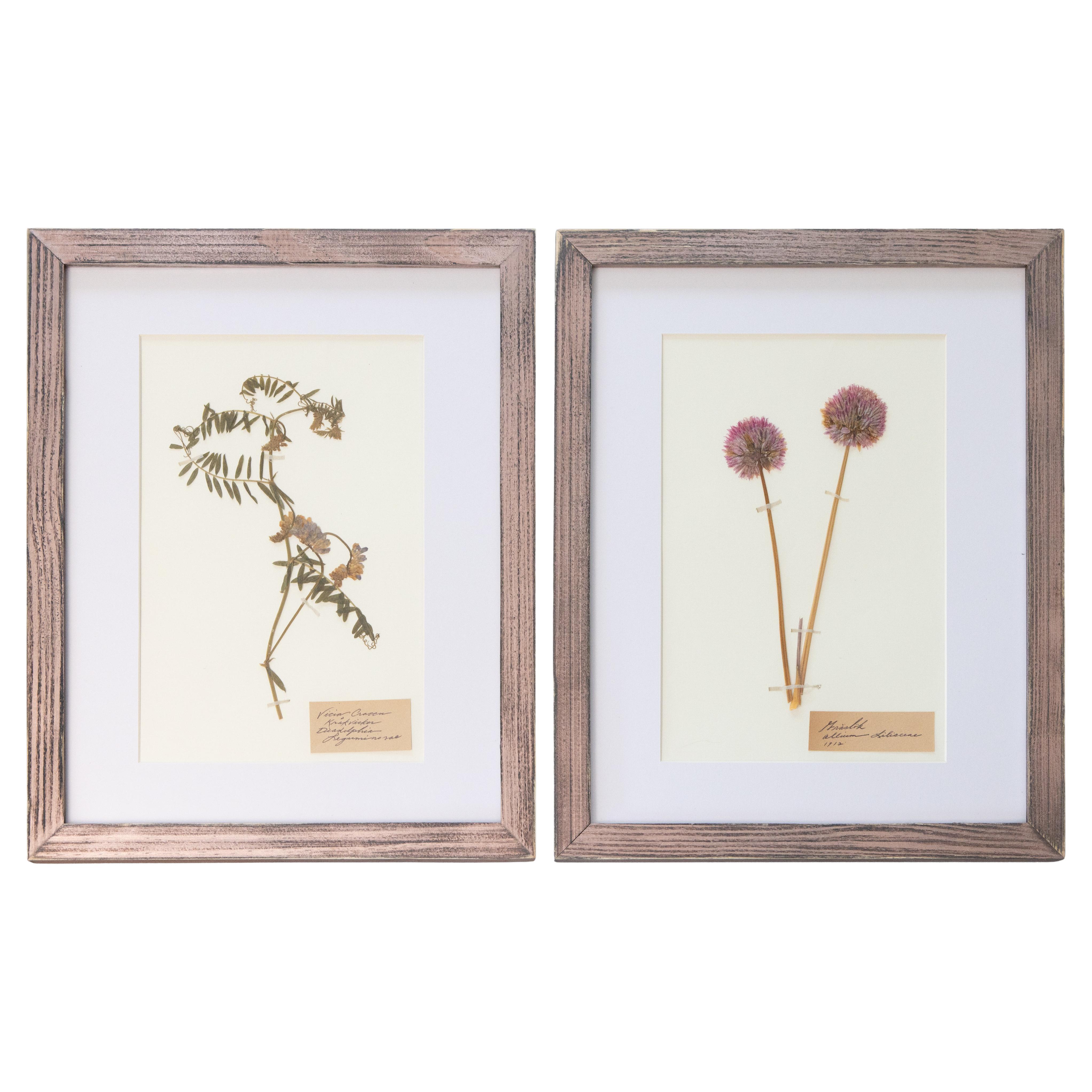 Custom Framed Antique Swedish Herbariums, Set of 2