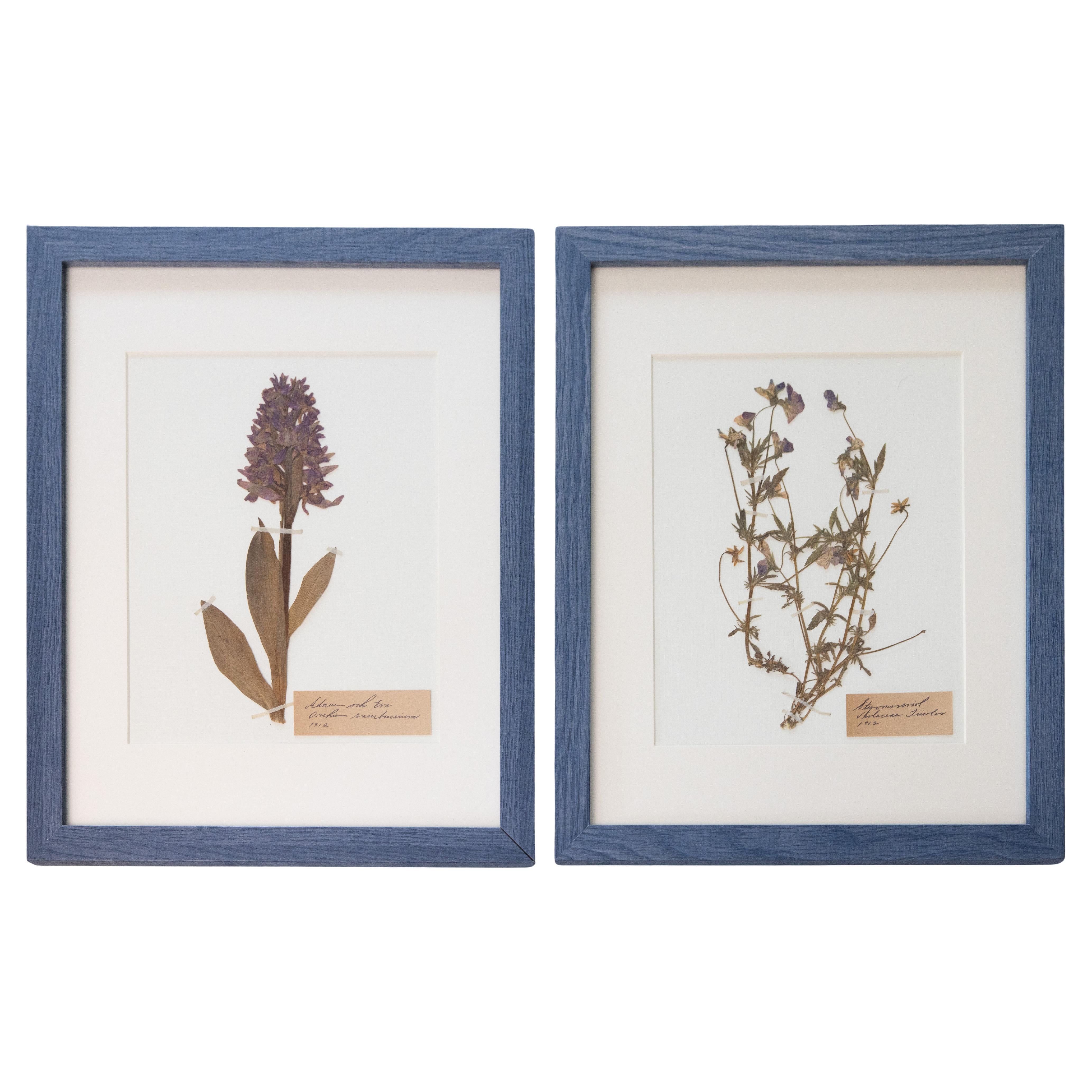 Custom Framed Antique Swedish Herbariums, Set of 2 For Sale