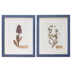 Custom Framed Antique Swedish Herbariums, Set of 2