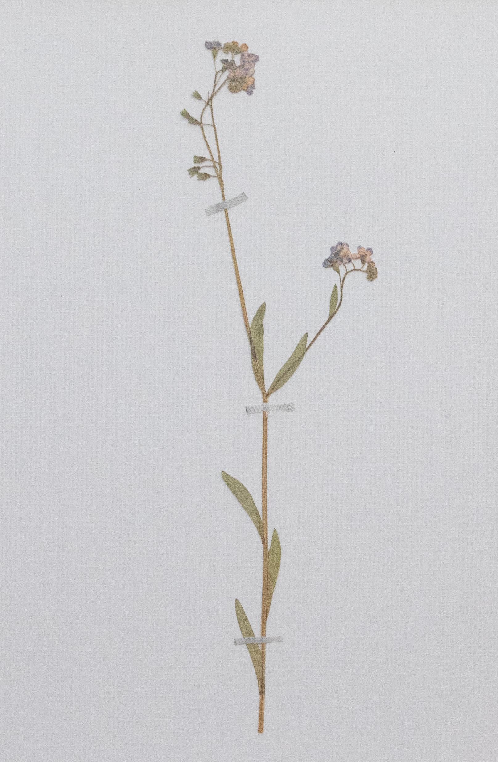Herbiers suédois anciens encadrés sur mesure, lot de 4 en vente 3