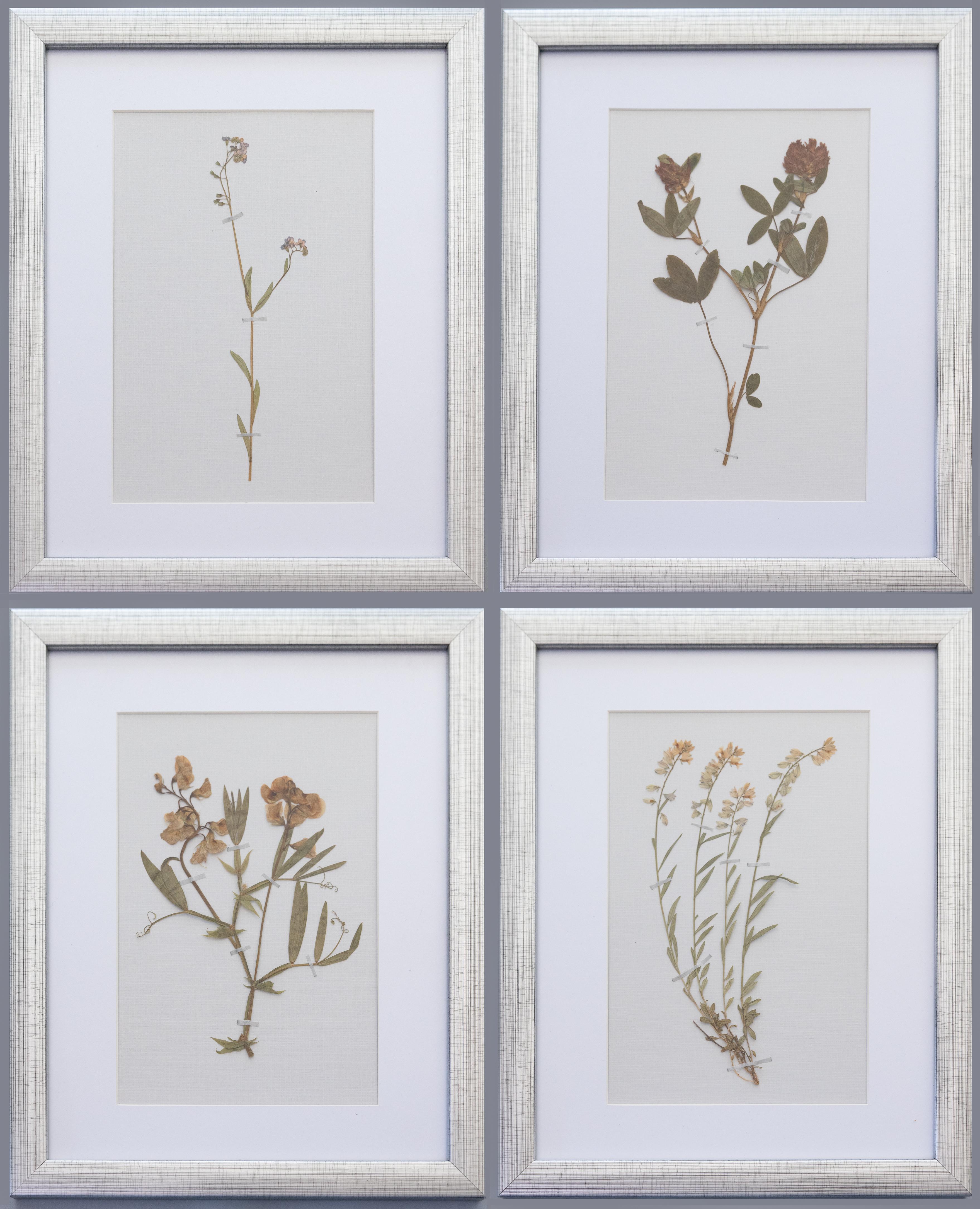 Herbiers suédois anciens encadrés sur mesure, lot de 4 en vente 6