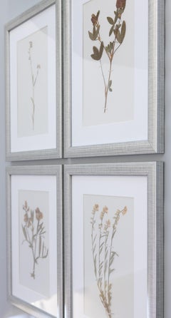 Custom Framed Antique Swedish Herbariums, Set of 4