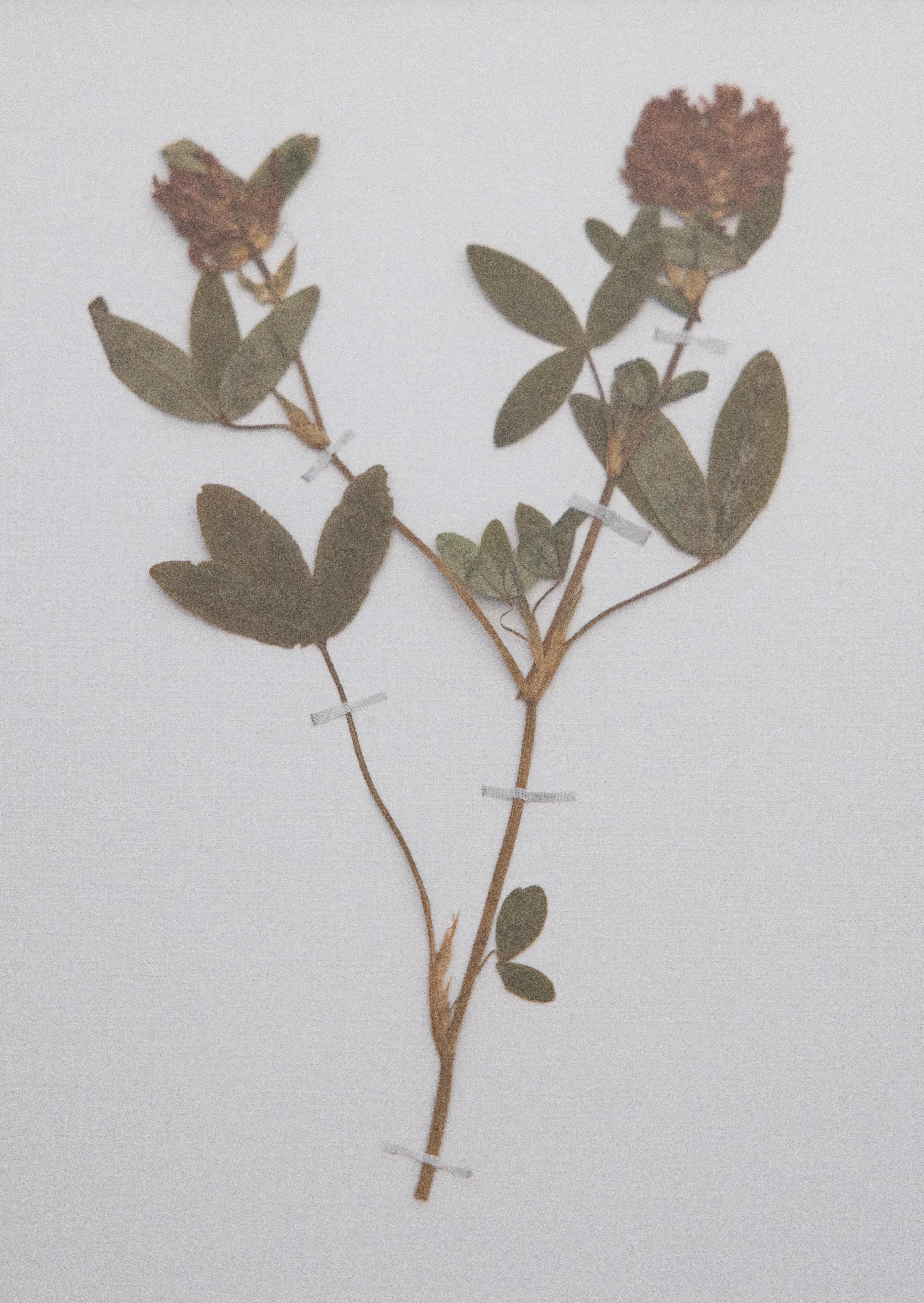 Herbiers suédois anciens encadrés sur mesure, lot de 4 en vente 1
