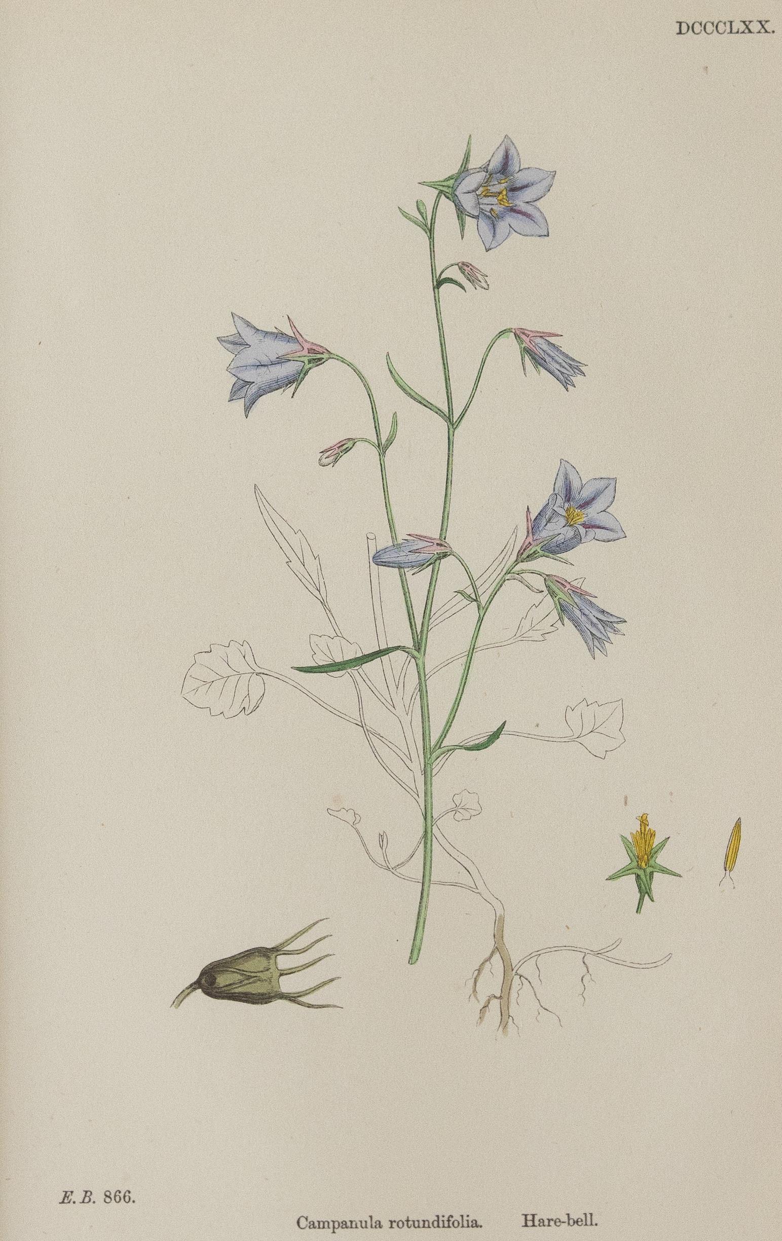 Gravures botaniques encadrées sur mesure « Sowerby's English Botany », 1866, lot de 4 en vente 2