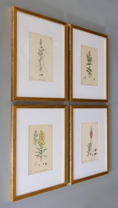 Grabados botánicos enmarcados a medida "Botánica inglesa de Sowerby", 1866 - Conjunto de 4