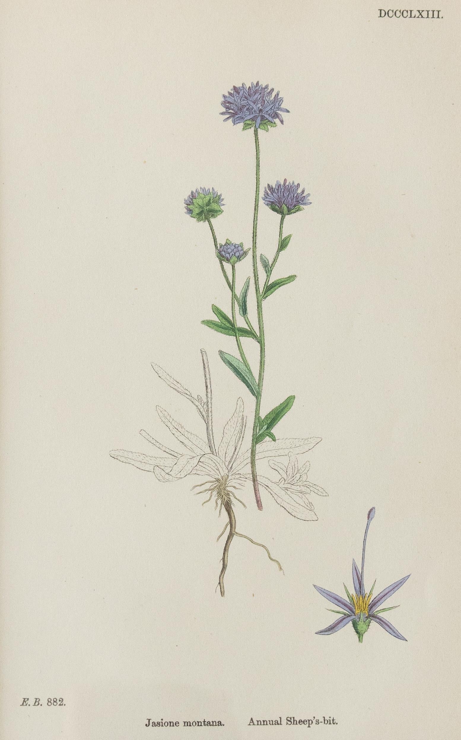 Britannique Gravures botaniques encadrées sur mesure « Sowerby's English Botany », 1866, lot de 4 en vente