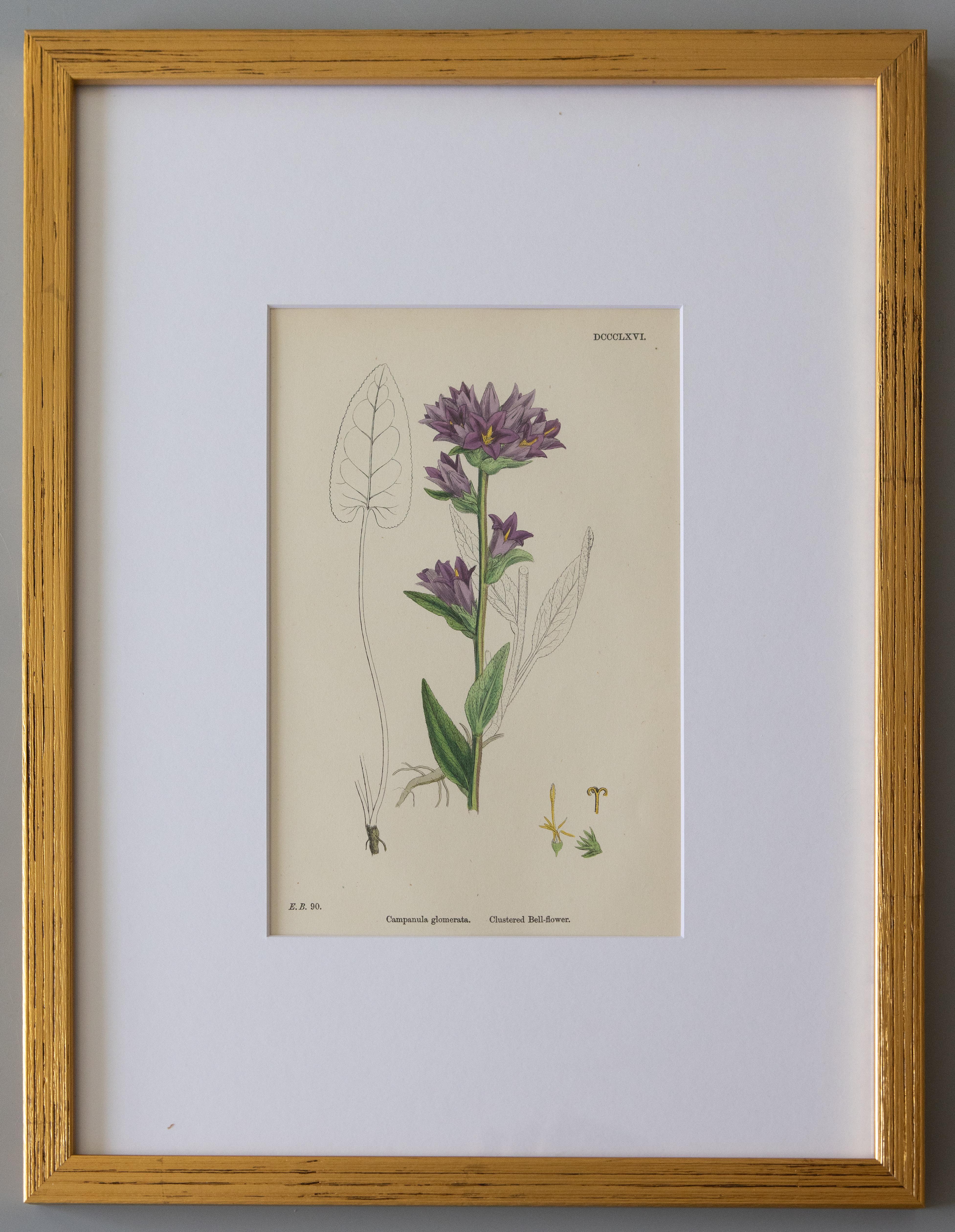 Engraved Custom Framed Botanical Engravings 