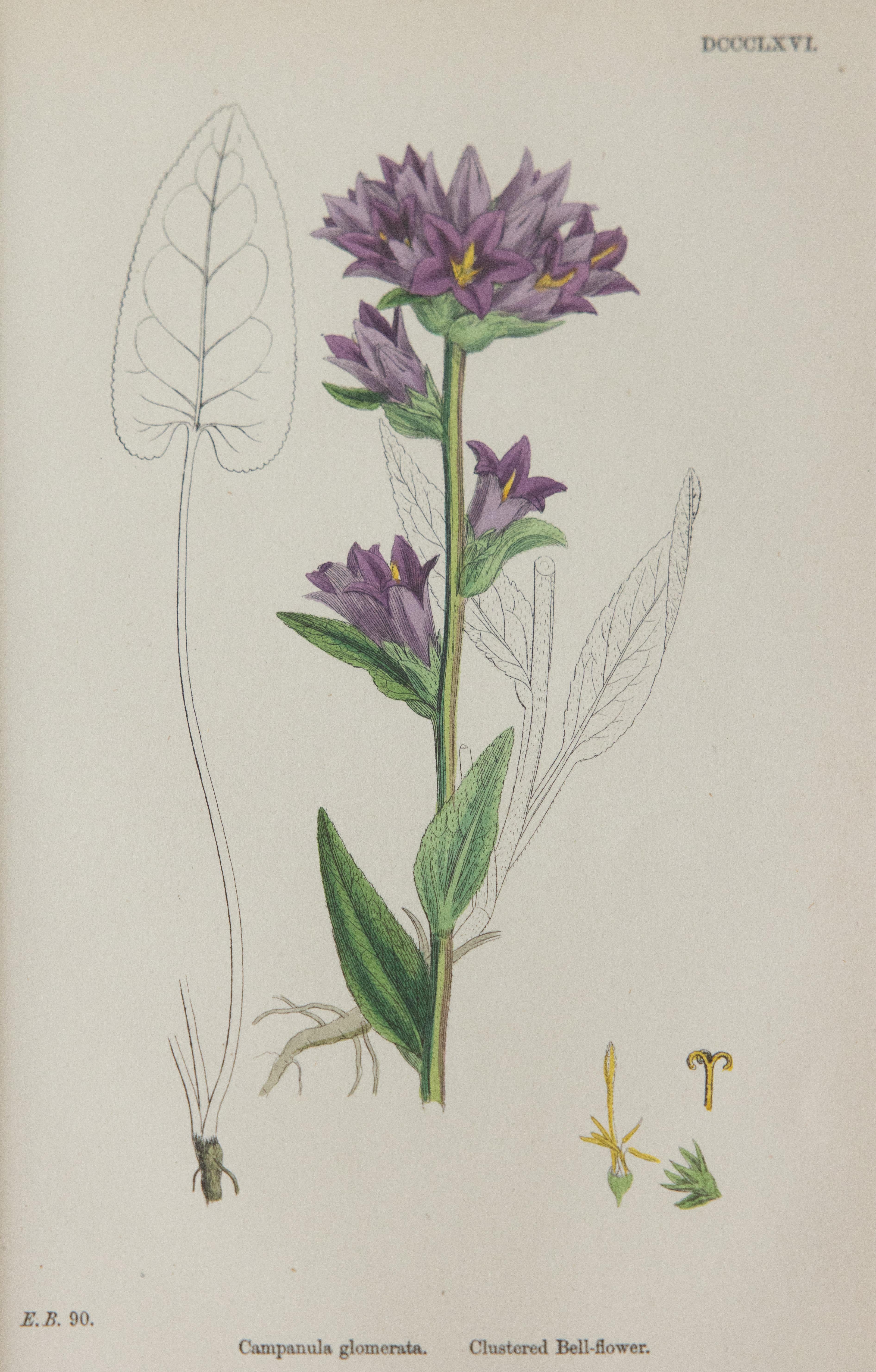 Gravures botaniques encadrées sur mesure « Sowerby's English Botany », 1866, lot de 4 Bon état - En vente à Pearland, TX