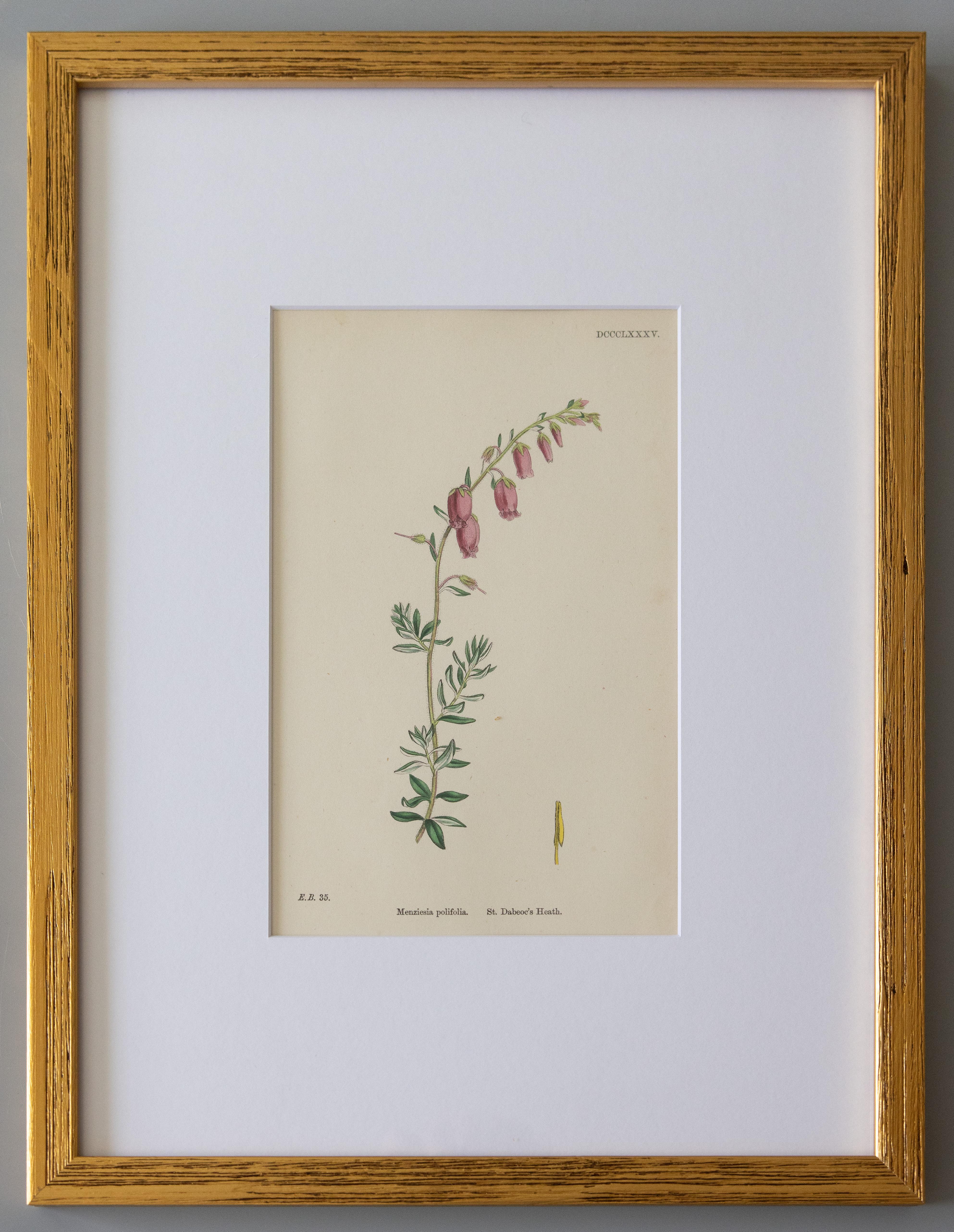 Mid-19th Century Custom Framed Botanical Engravings 