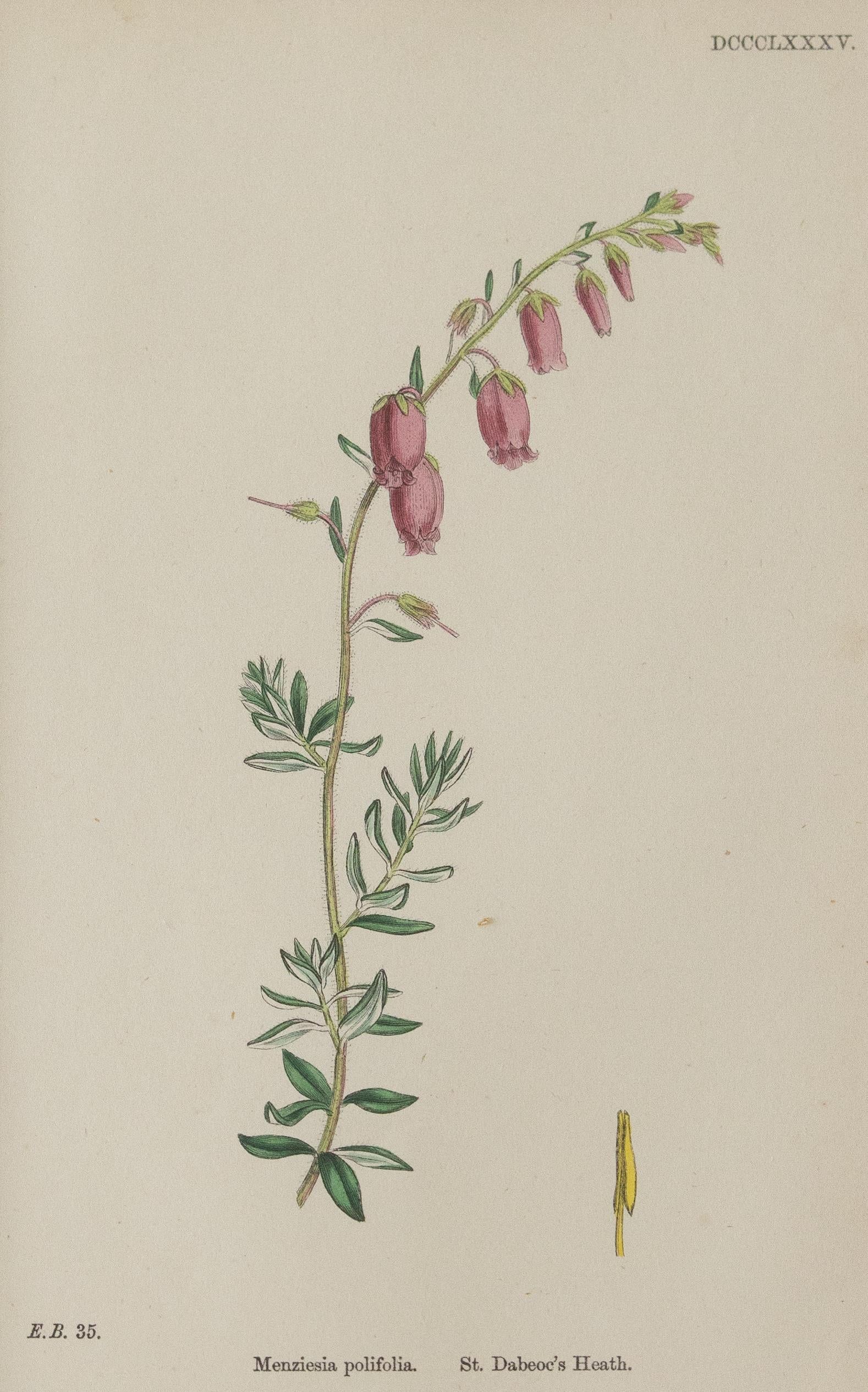 Papier Gravures botaniques encadrées sur mesure « Sowerby's English Botany », 1866, lot de 4 en vente