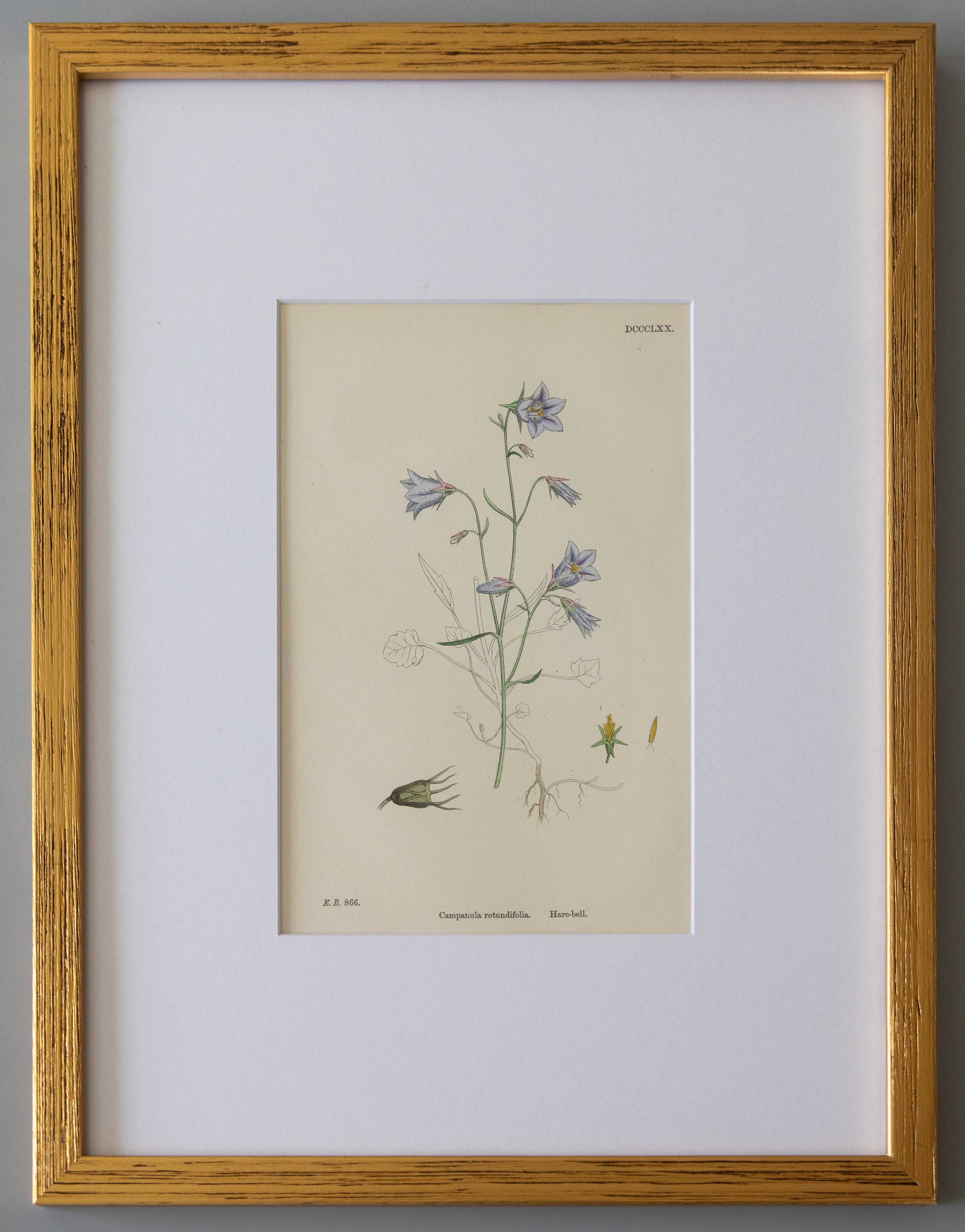 Custom Framed Botanical Engravings 
