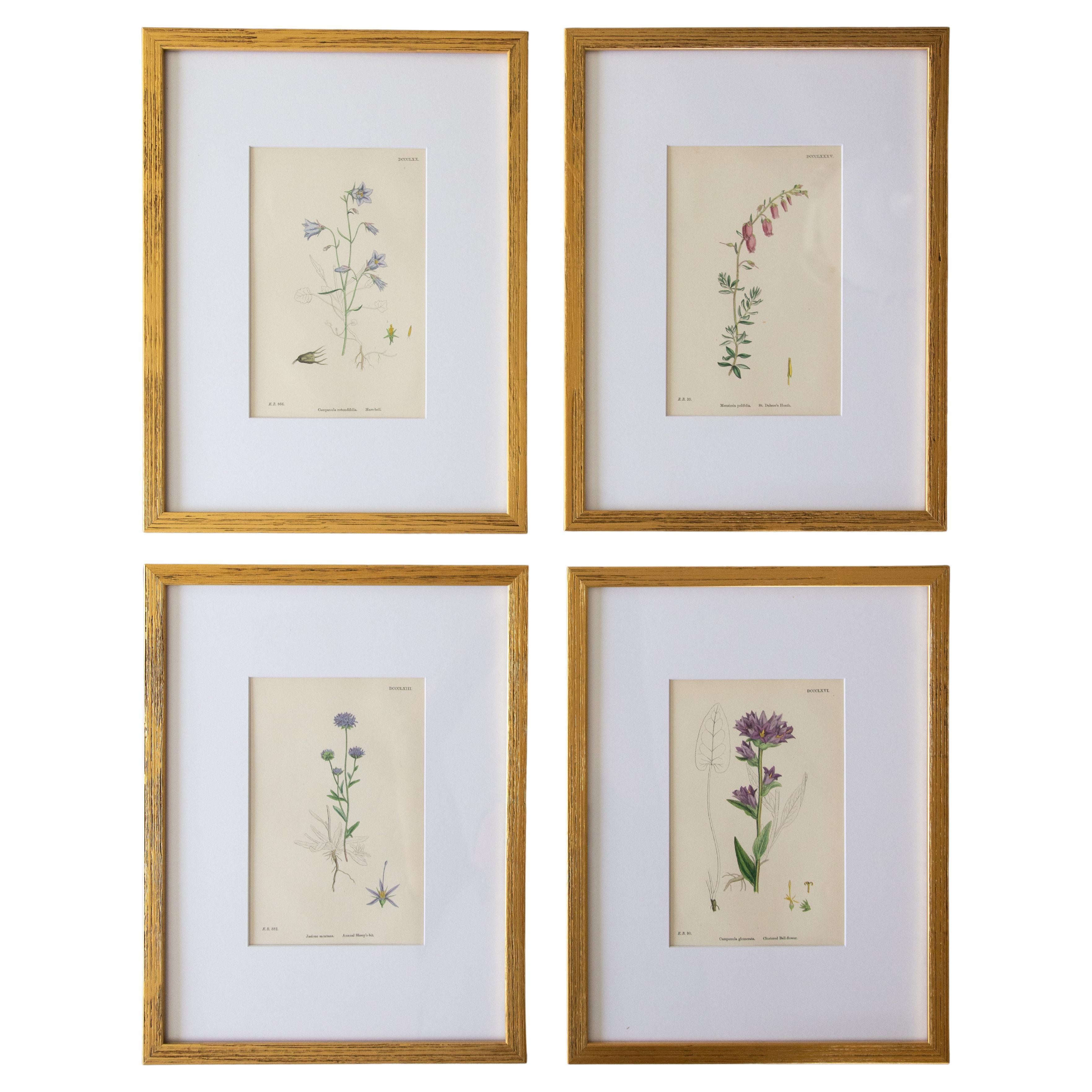 Custom Framed Botanical Engravings "Sowerby's English Botany", 1866 - Set of 4 For Sale