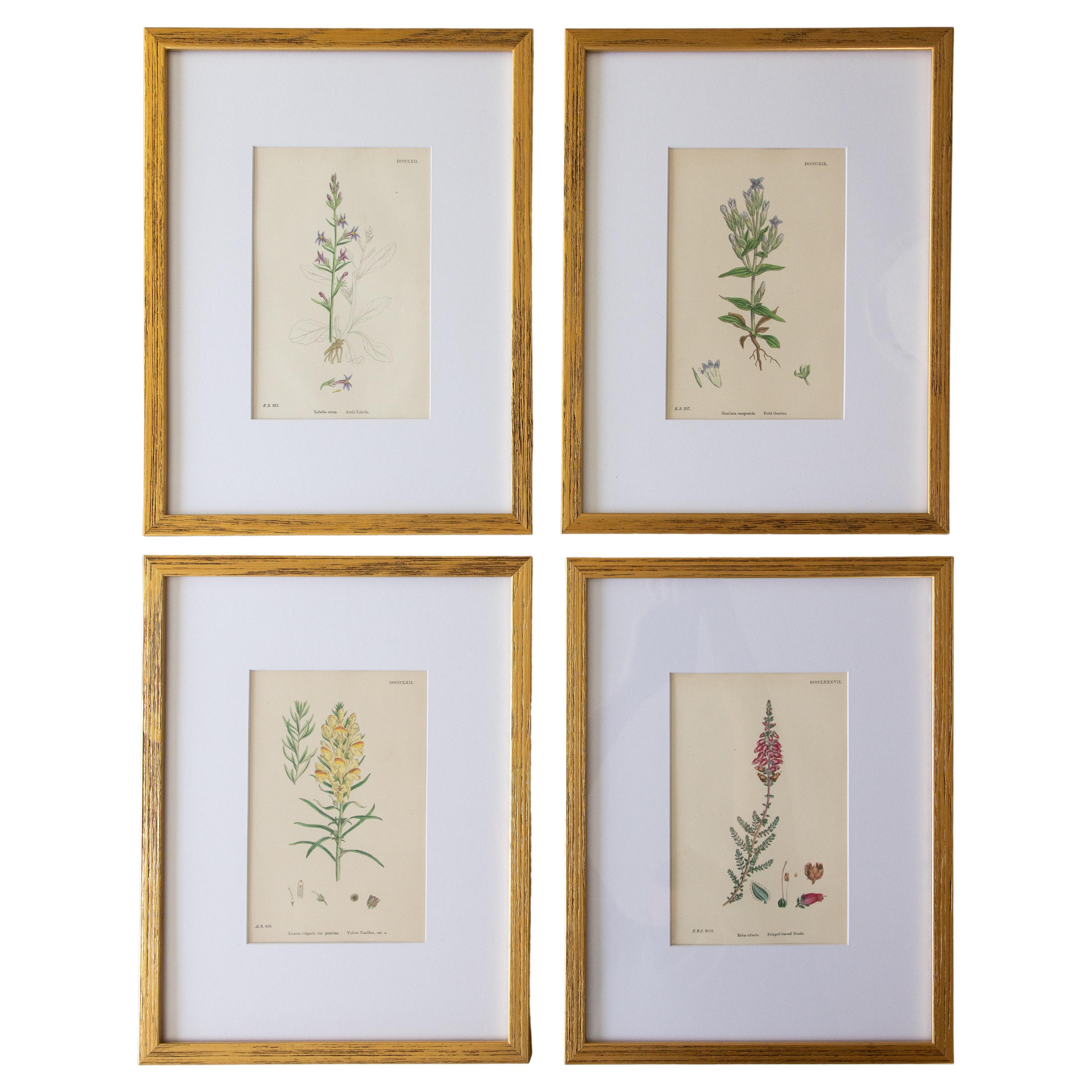 Custom Framed Botanical Engravings "Sowerby's English Botany", 1866