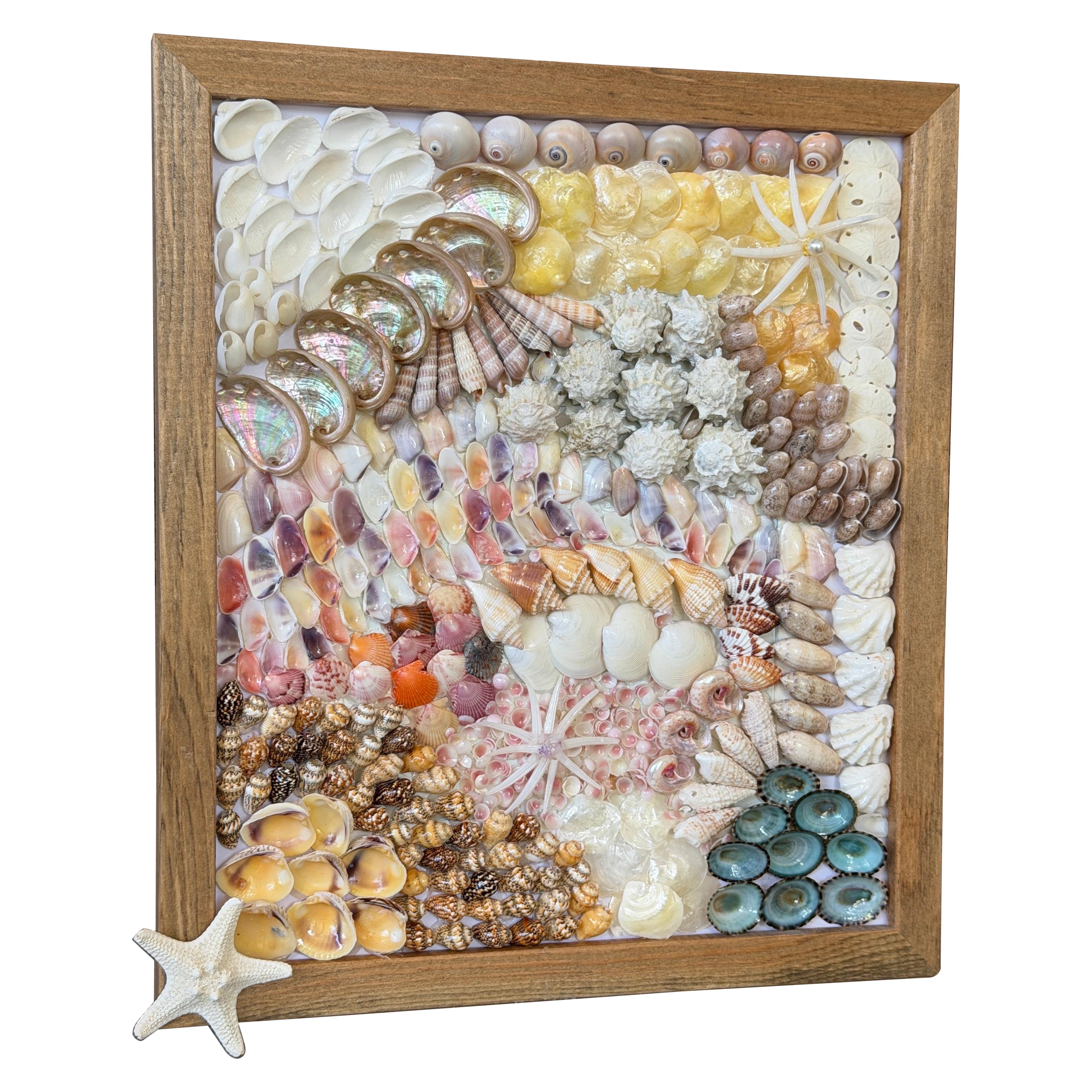 Custom Framed Coastal Seashell Wall Art For Sale