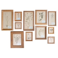 Set of 11 Custom Framed Scandinavian Herbarium Gallery, Dated 1949
