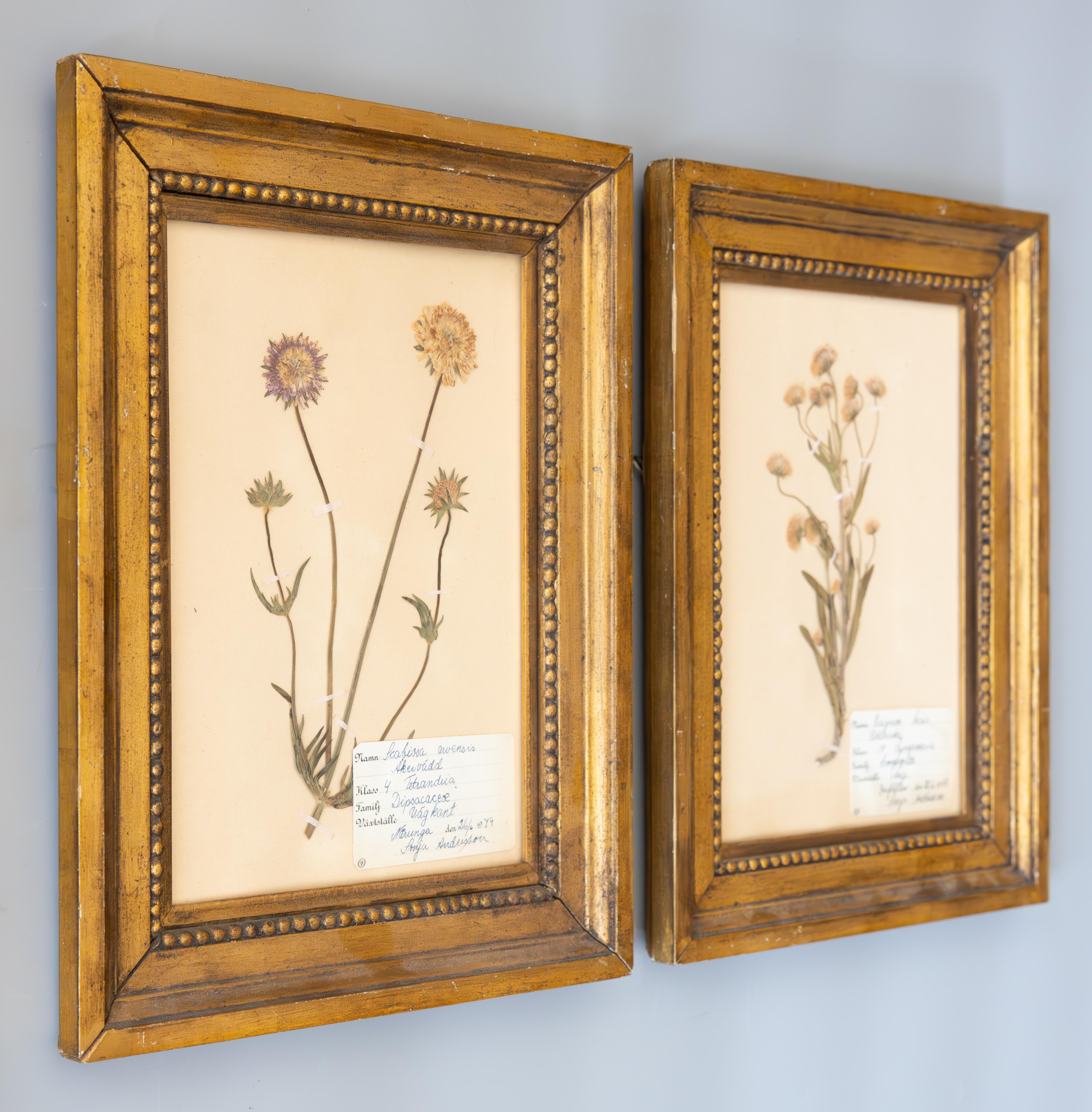 A wonderful pair of antique Swedish herbarium floral specimens, collected in 1949. Handwritten names in lovely Swedish and Latin script. Presented in 19th century gilt frames. Ready to hang.