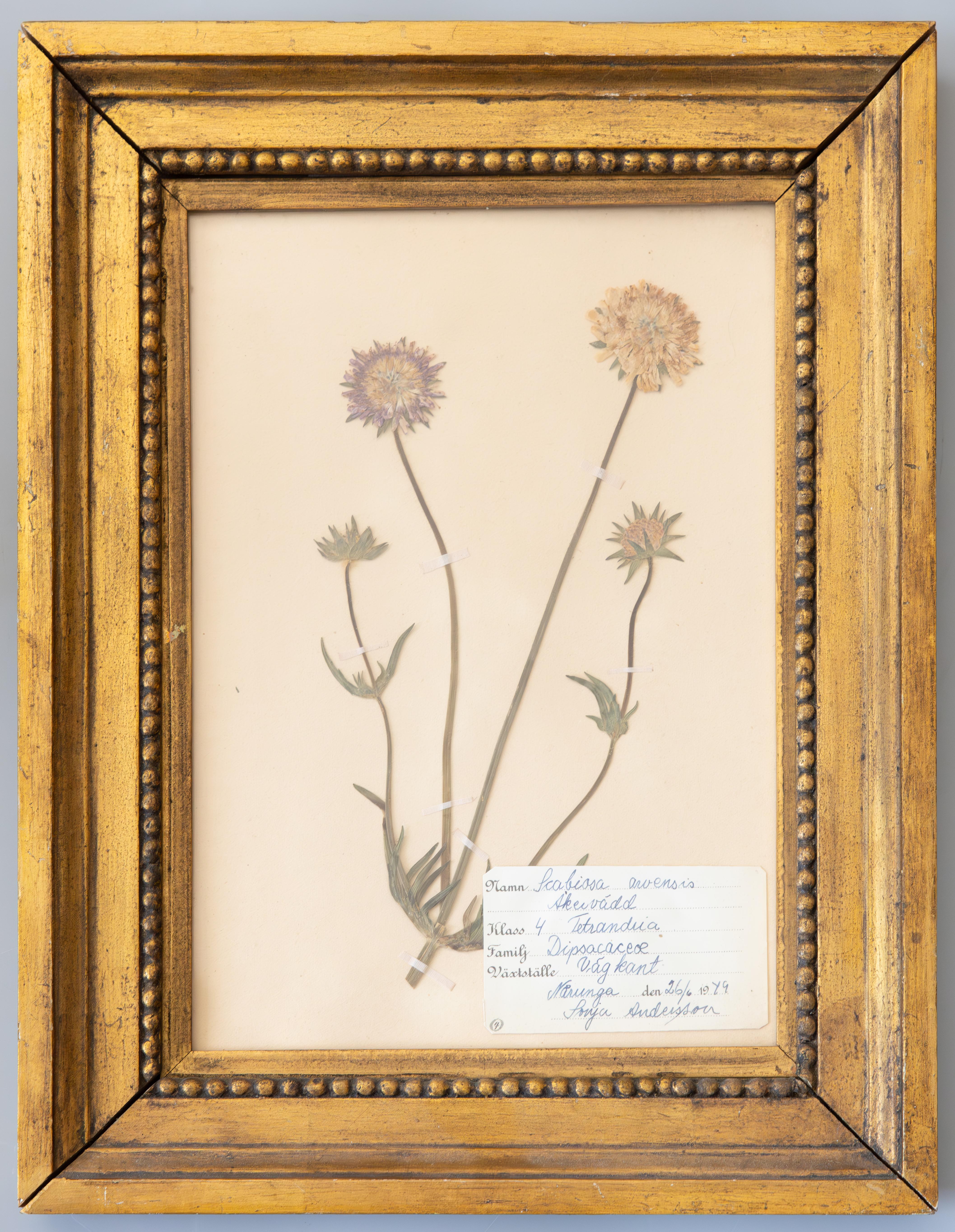 Country Custom Framed Scandinavian Herbarium Specimens - a Pair