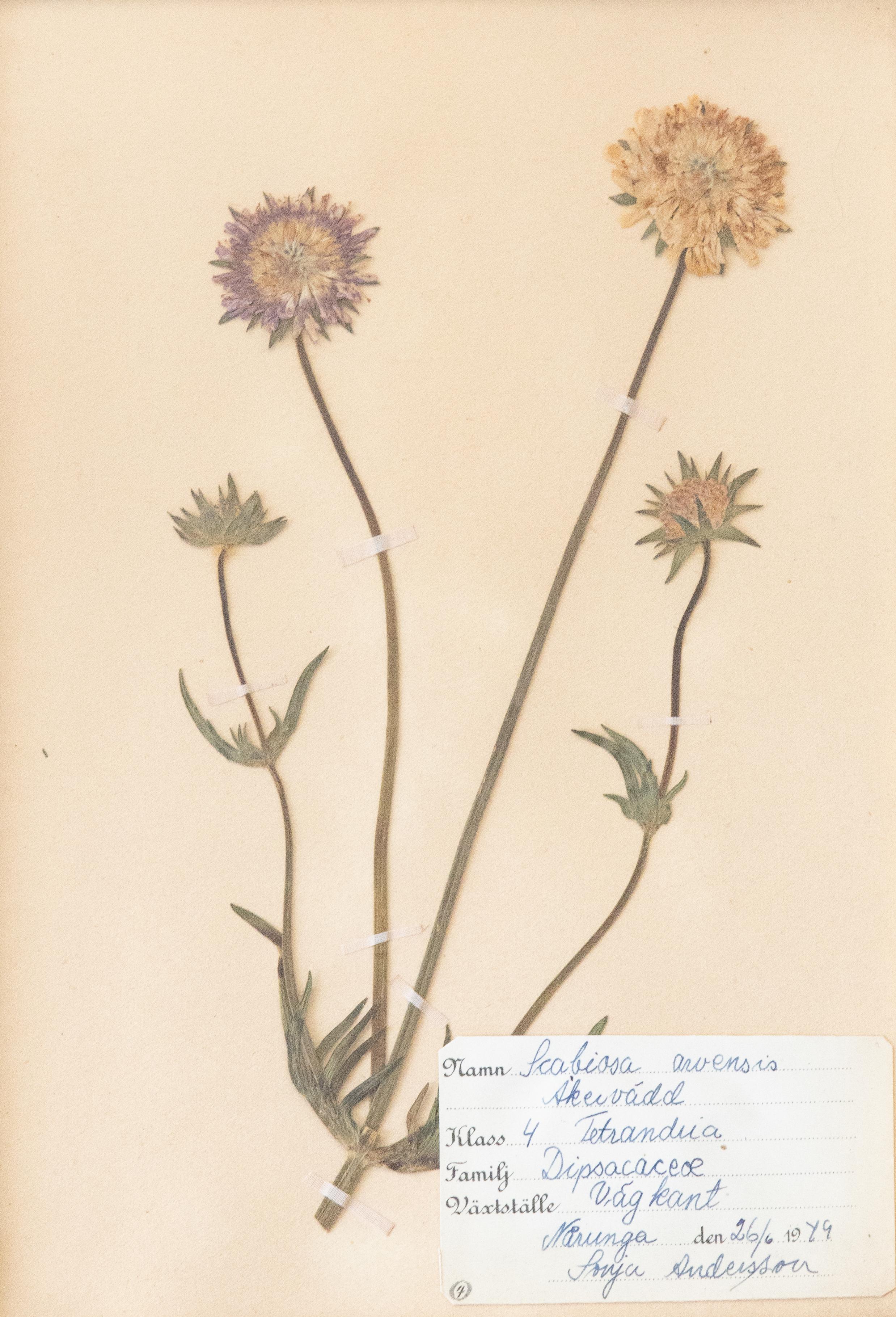 Swedish Custom Framed Scandinavian Herbarium Specimens - a Pair