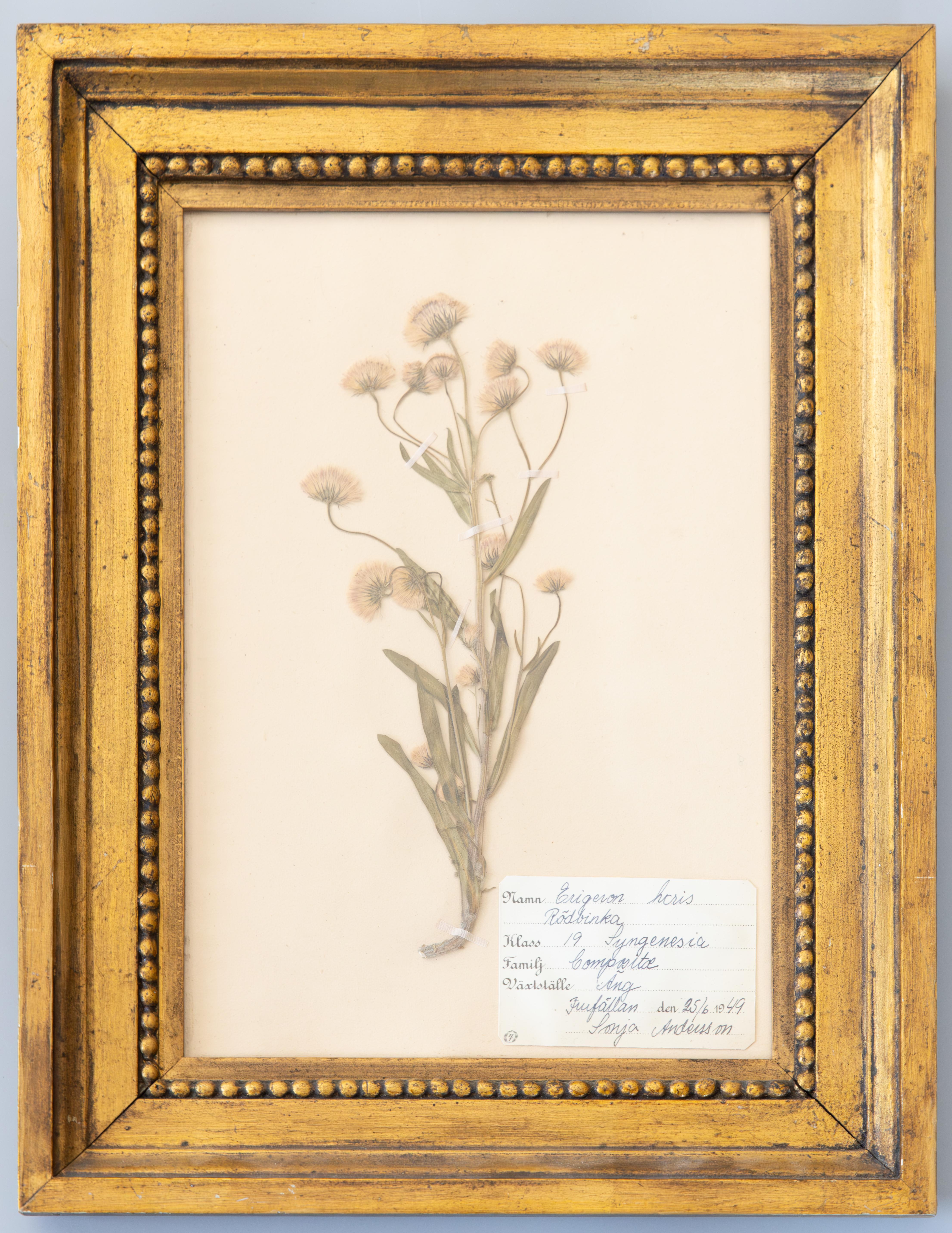 Custom Framed Scandinavian Herbarium Specimens - a Pair In Good Condition In Pearland, TX