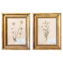 Custom Framed Scandinavian Herbarium Specimens - a Pair