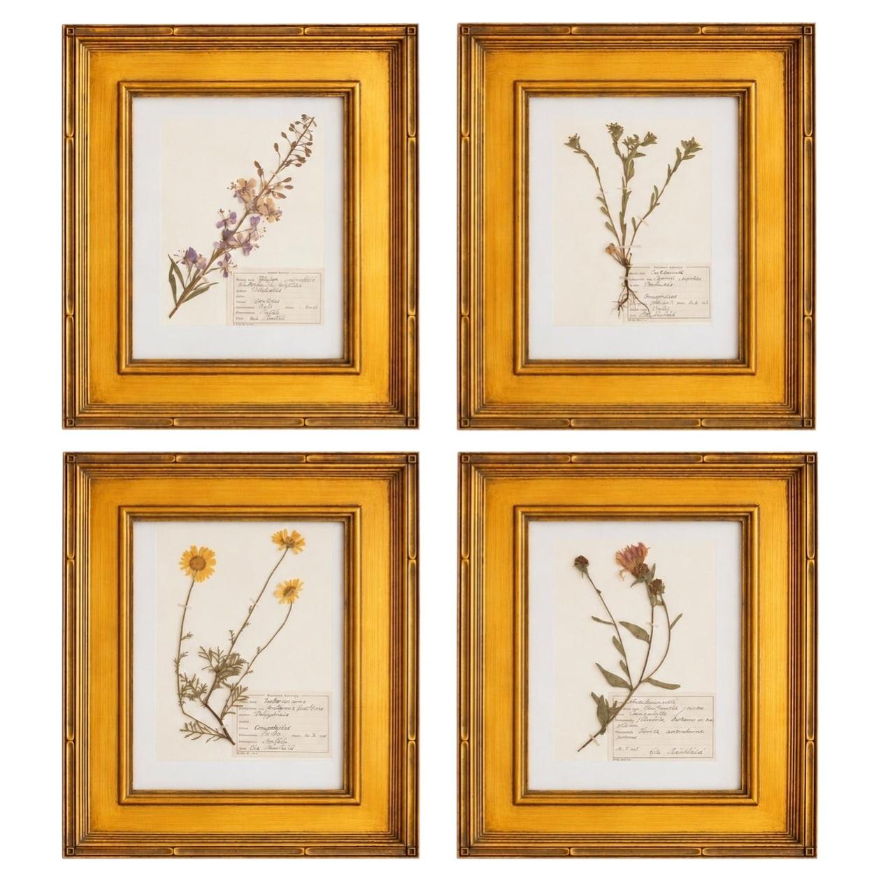 Individuell gerahmte finnische Vintage-Herbar-Pflanzenproben, 4er-Set