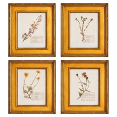 Custom Framed Vintage Finnish Herbarium Botanical Specimens, set of four