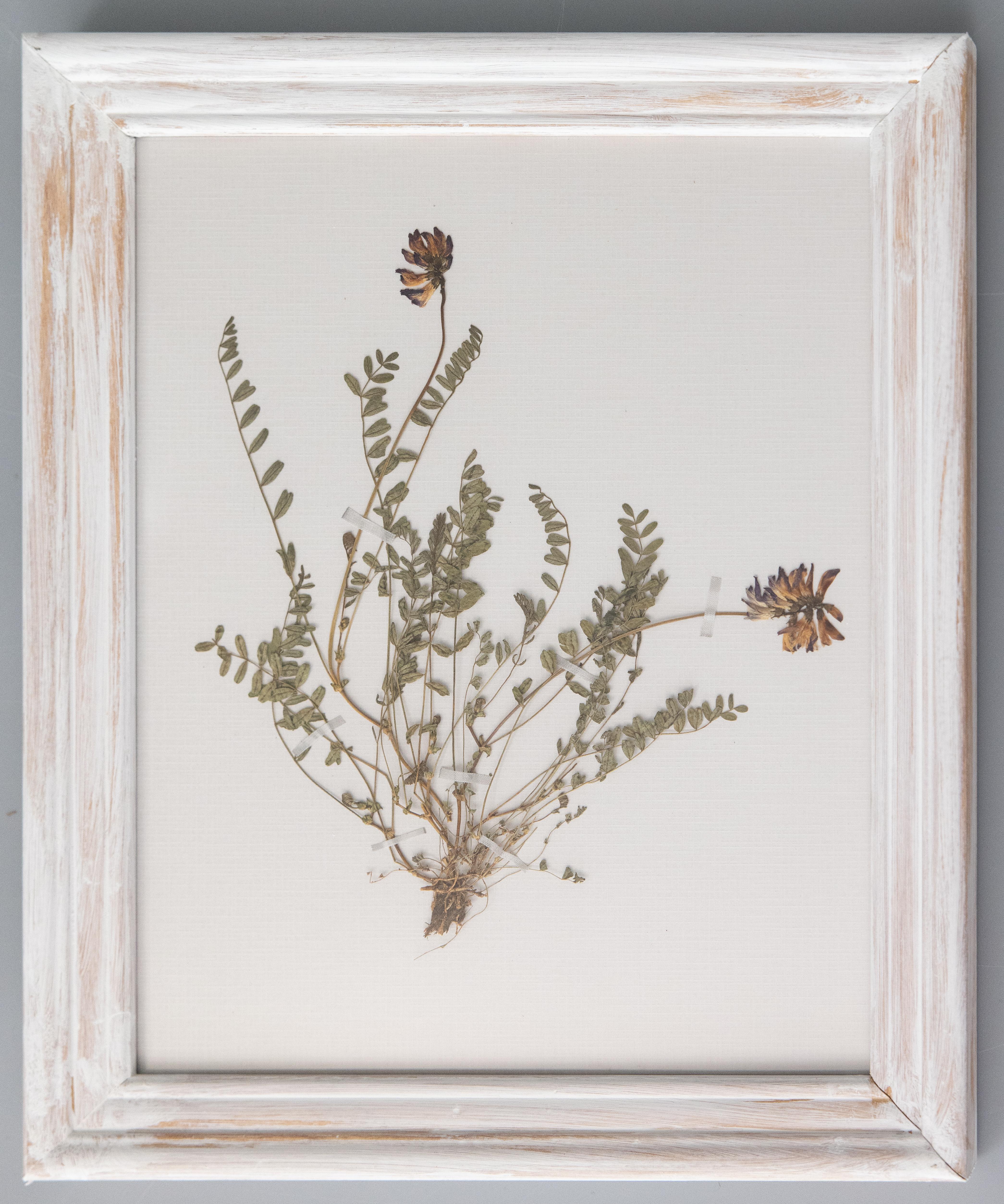 Set of 9 Custom Framed White Washed Scandinavian Herbarium Gallery, circa 1920 For Sale 3