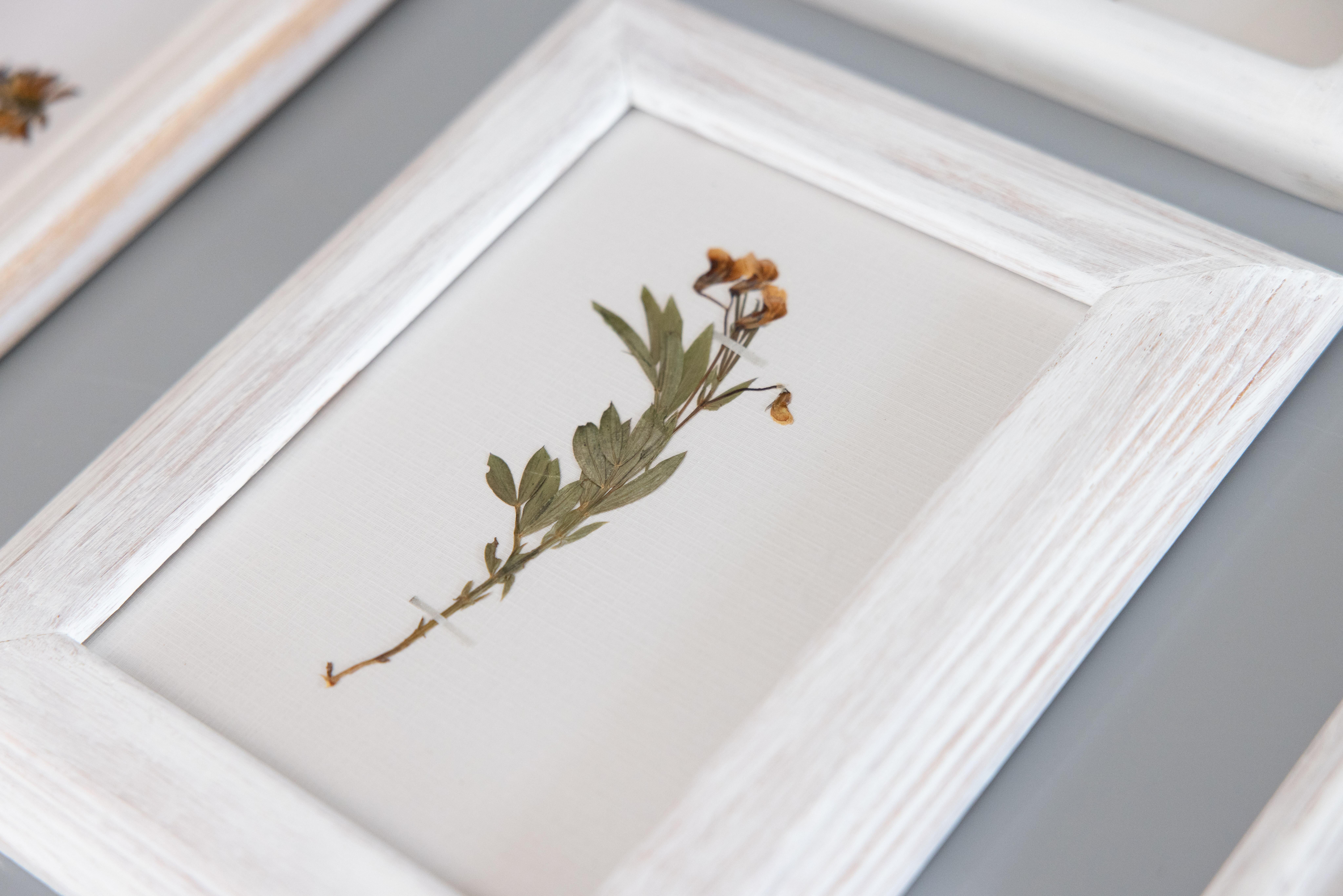 Set of 9 Custom Framed White Washed Scandinavian Herbarium Gallery, circa 1920 For Sale 5