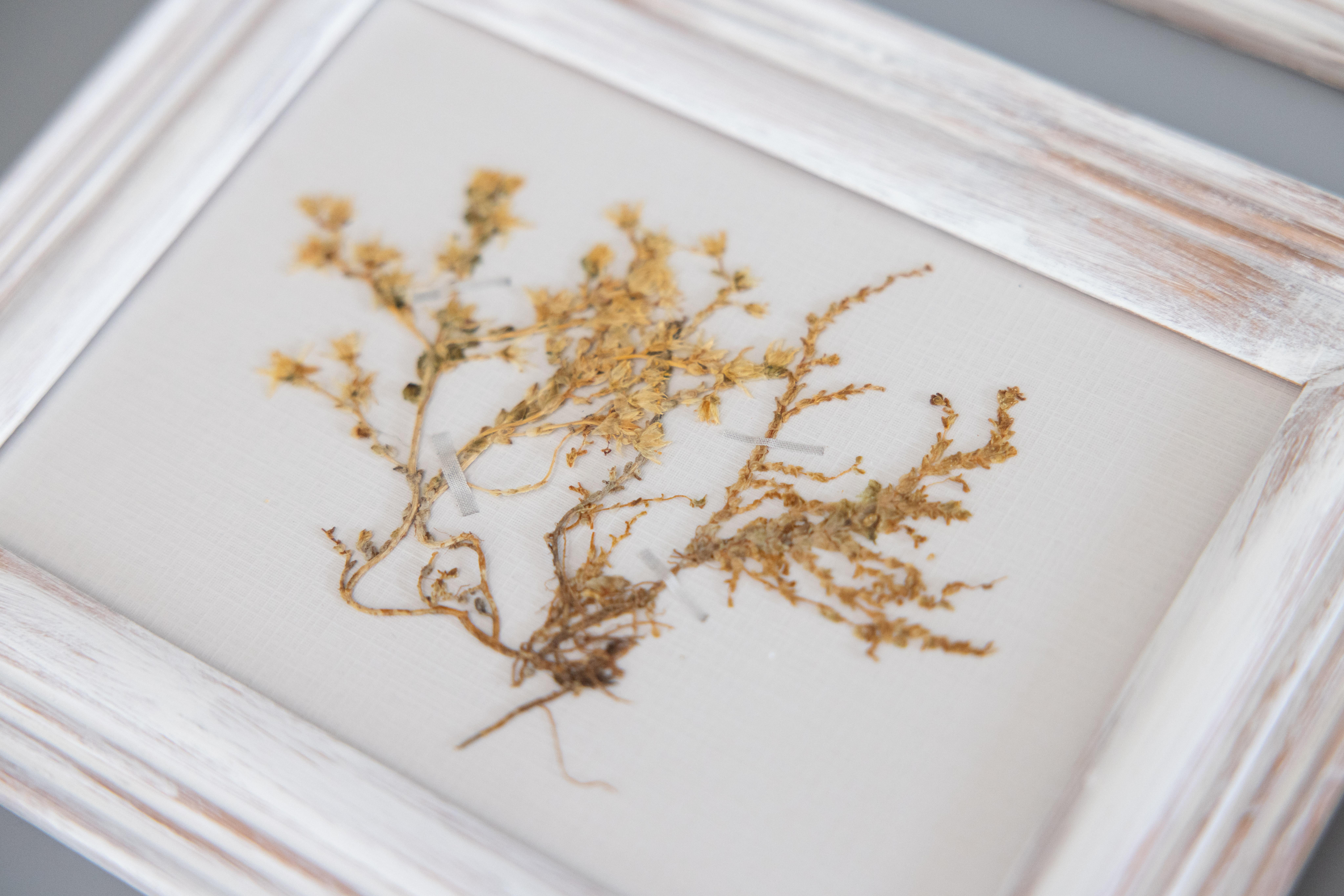 Set of 9 Custom Framed White Washed Scandinavian Herbarium Gallery, circa 1920 For Sale 6