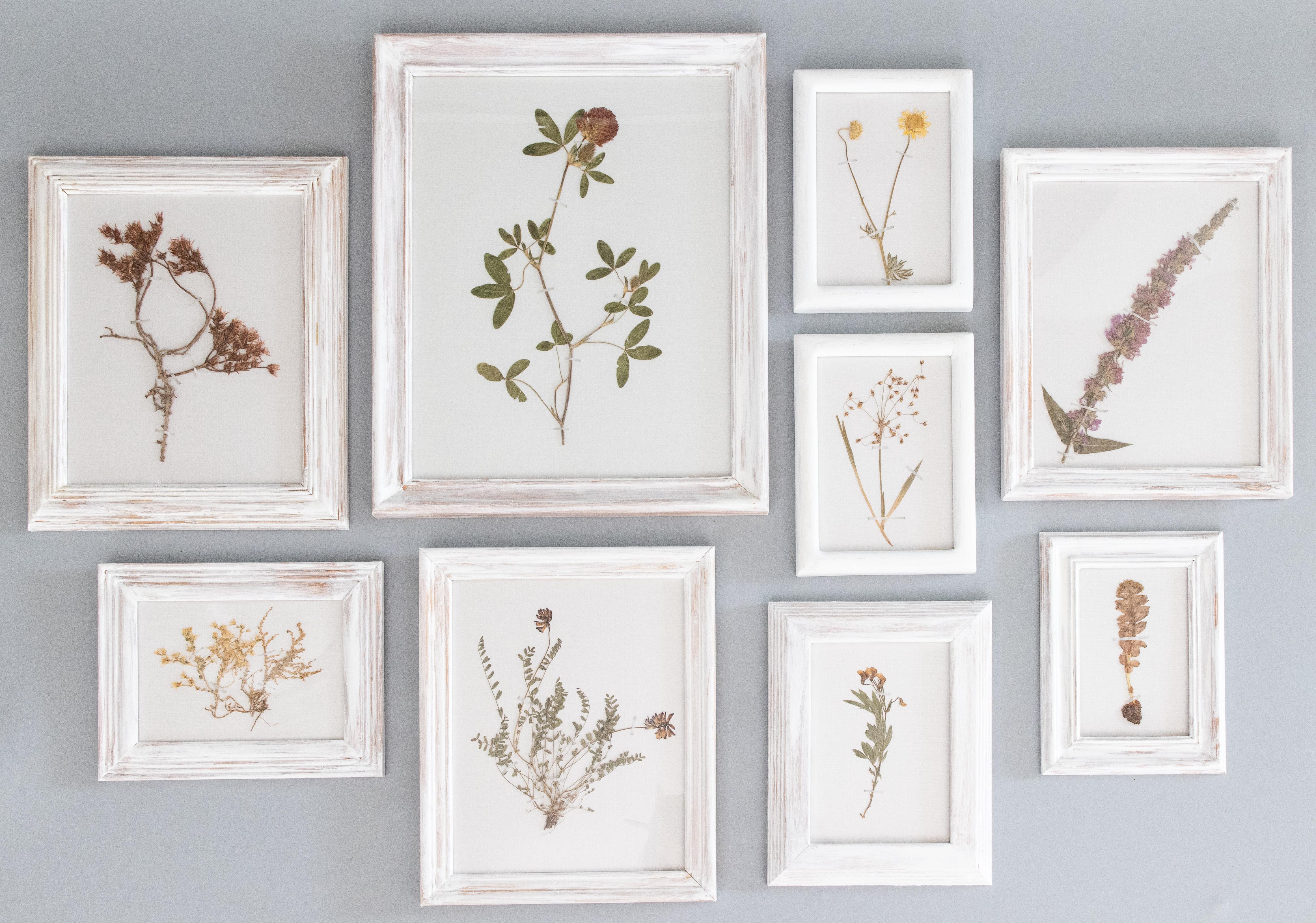 Set of 9 Custom Framed White Washed Scandinavian Herbarium Gallery, circa 1920 For Sale 7