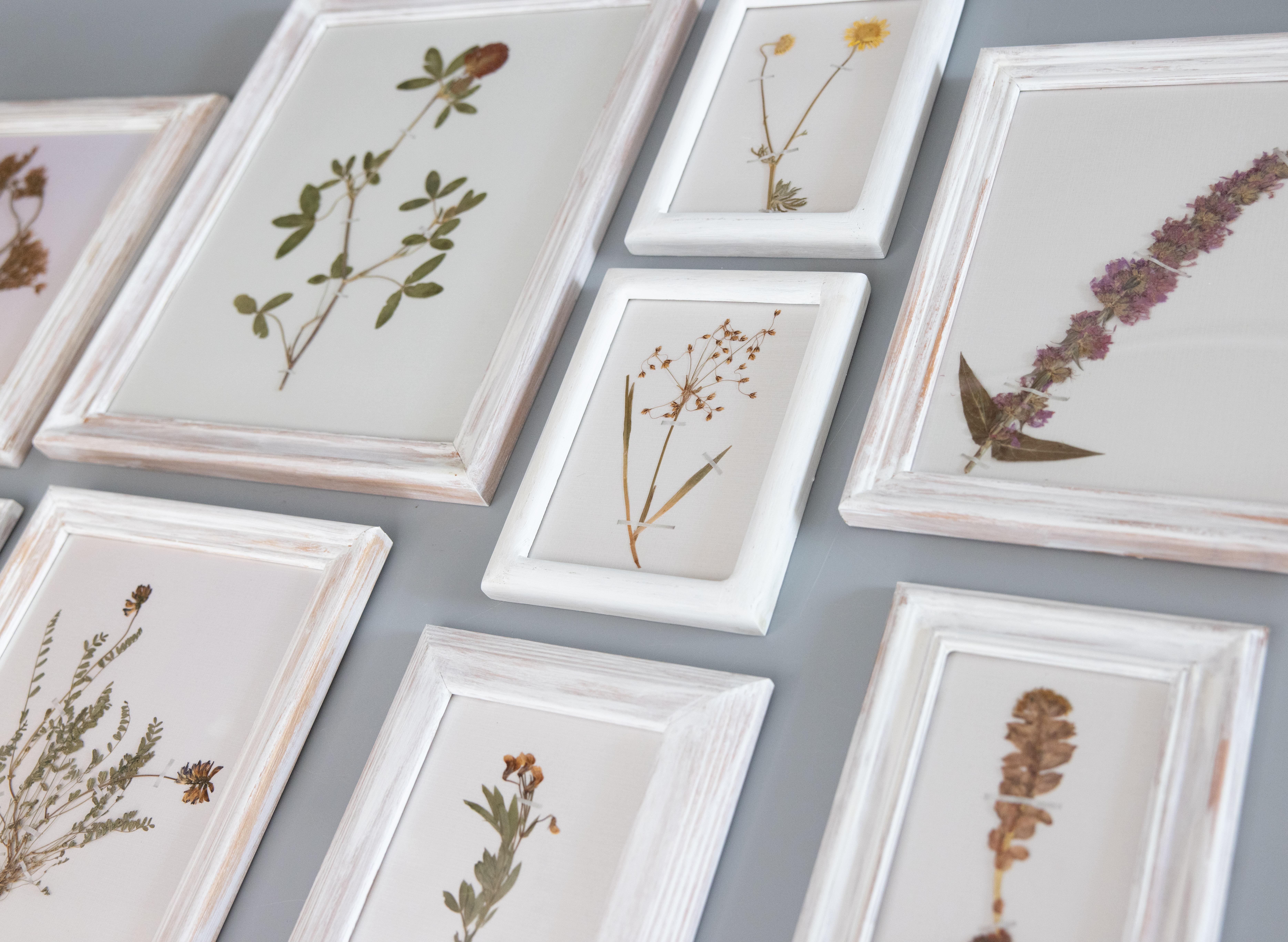 A wonderful gallery of nine custom framed antique Swedish herbarium floral specimens, collected circa 1920. Presented in white washed oak frames. Ready to hang.

(1) 6.13 x 8.13