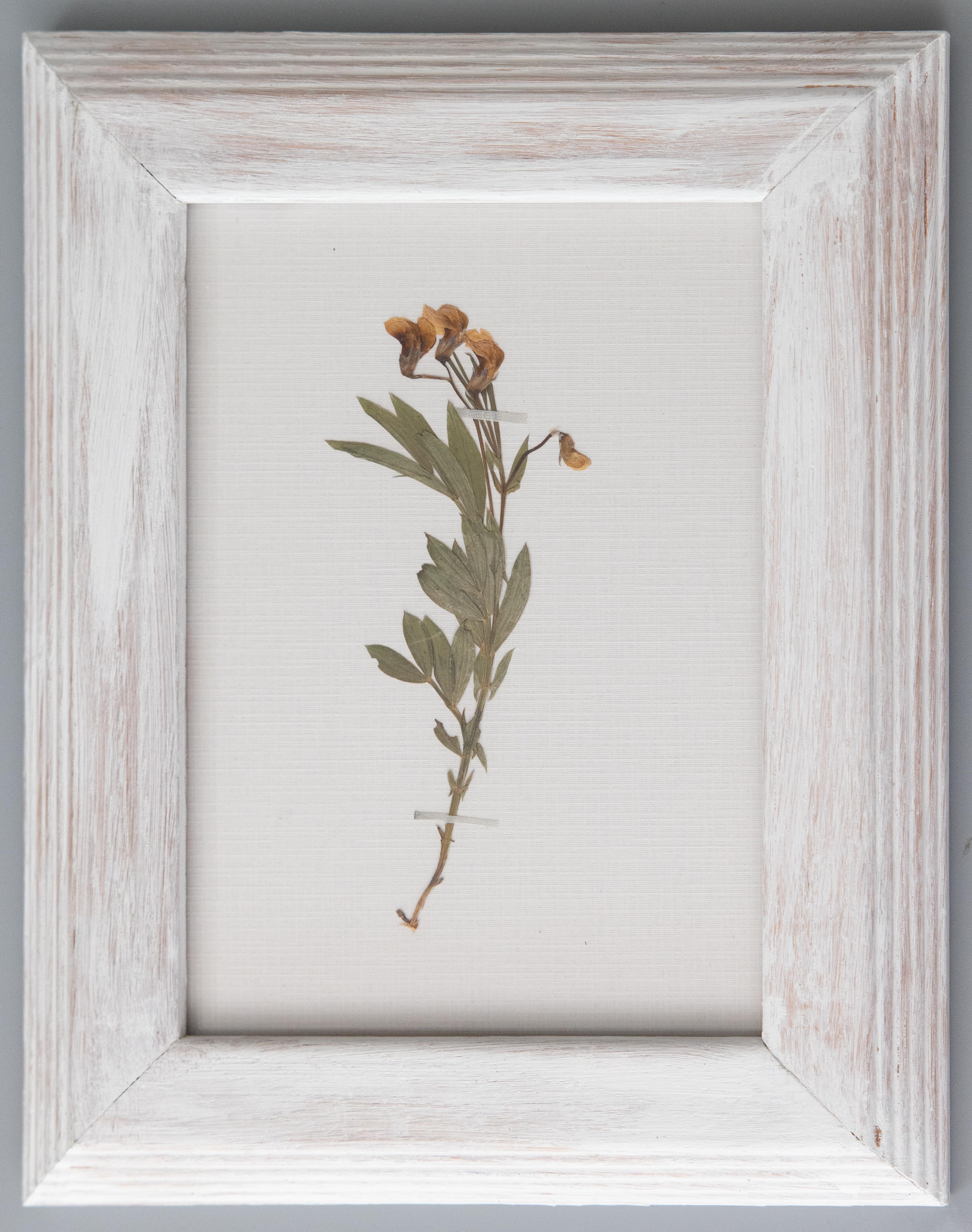 Swedish Set of 9 Custom Framed White Washed Scandinavian Herbarium Gallery, circa 1920 For Sale