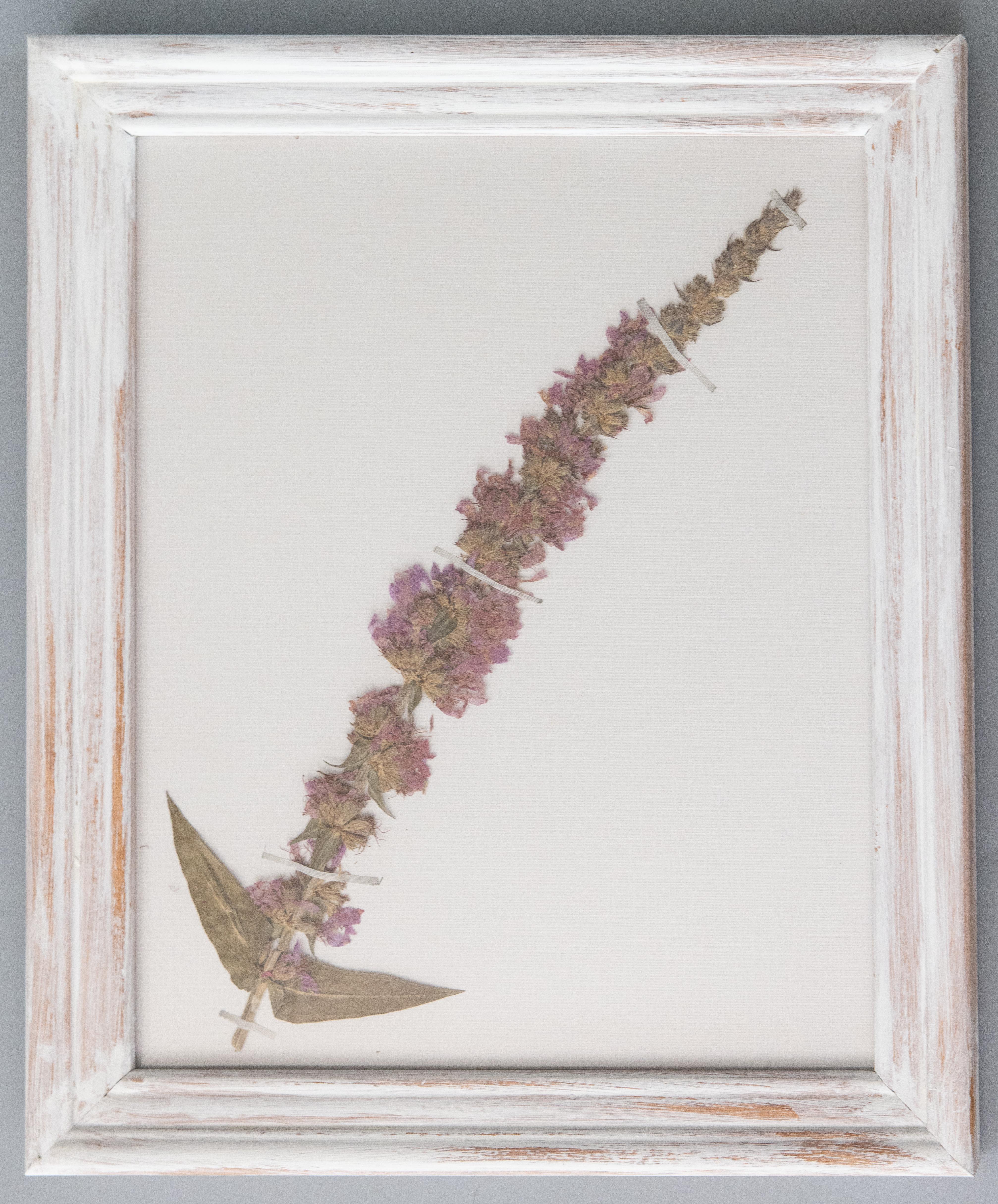 Set of 9 Custom Framed White Washed Scandinavian Herbarium Gallery, circa 1920 In Good Condition For Sale In Pearland, TX