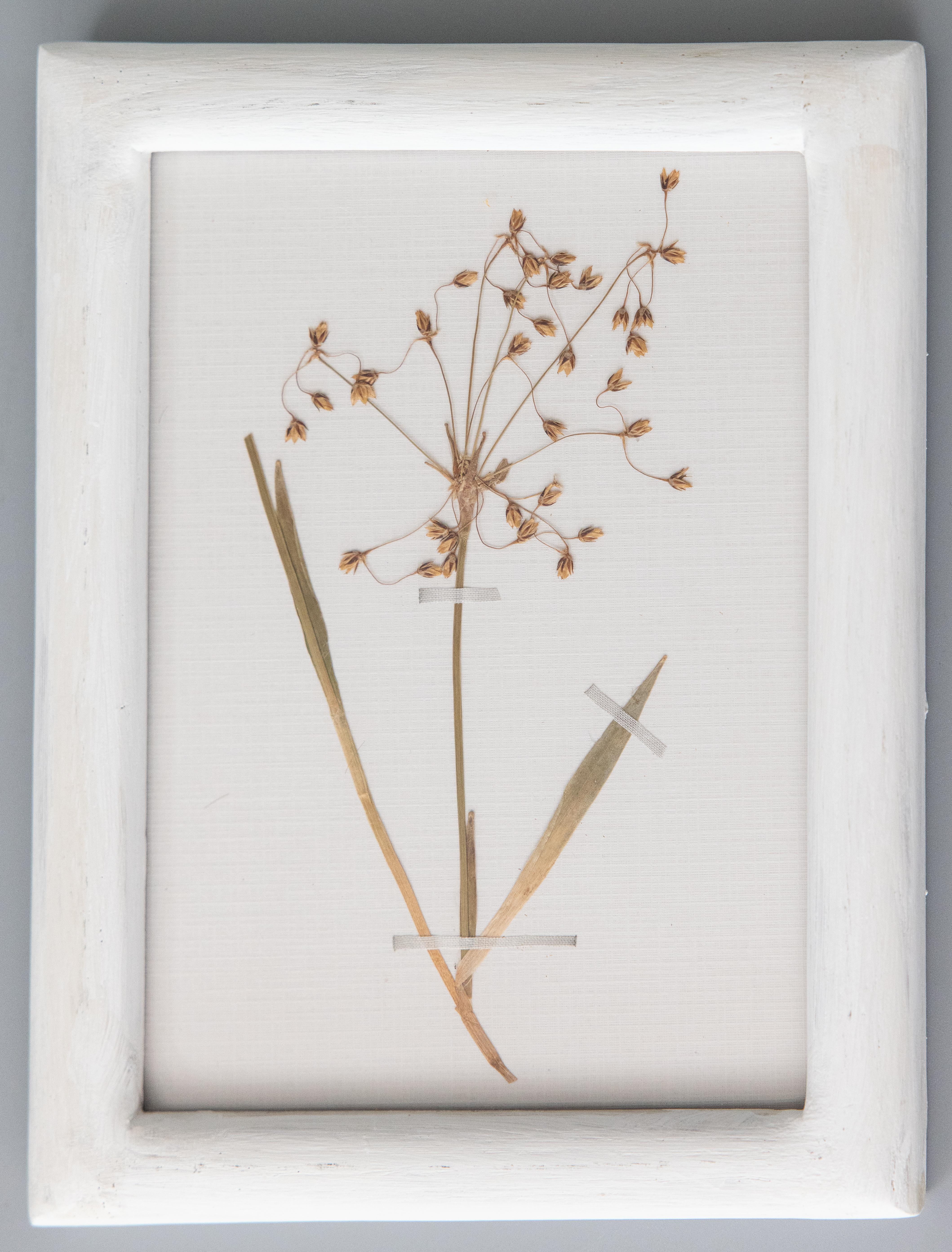 Early 20th Century Set of 9 Custom Framed White Washed Scandinavian Herbarium Gallery, circa 1920 For Sale