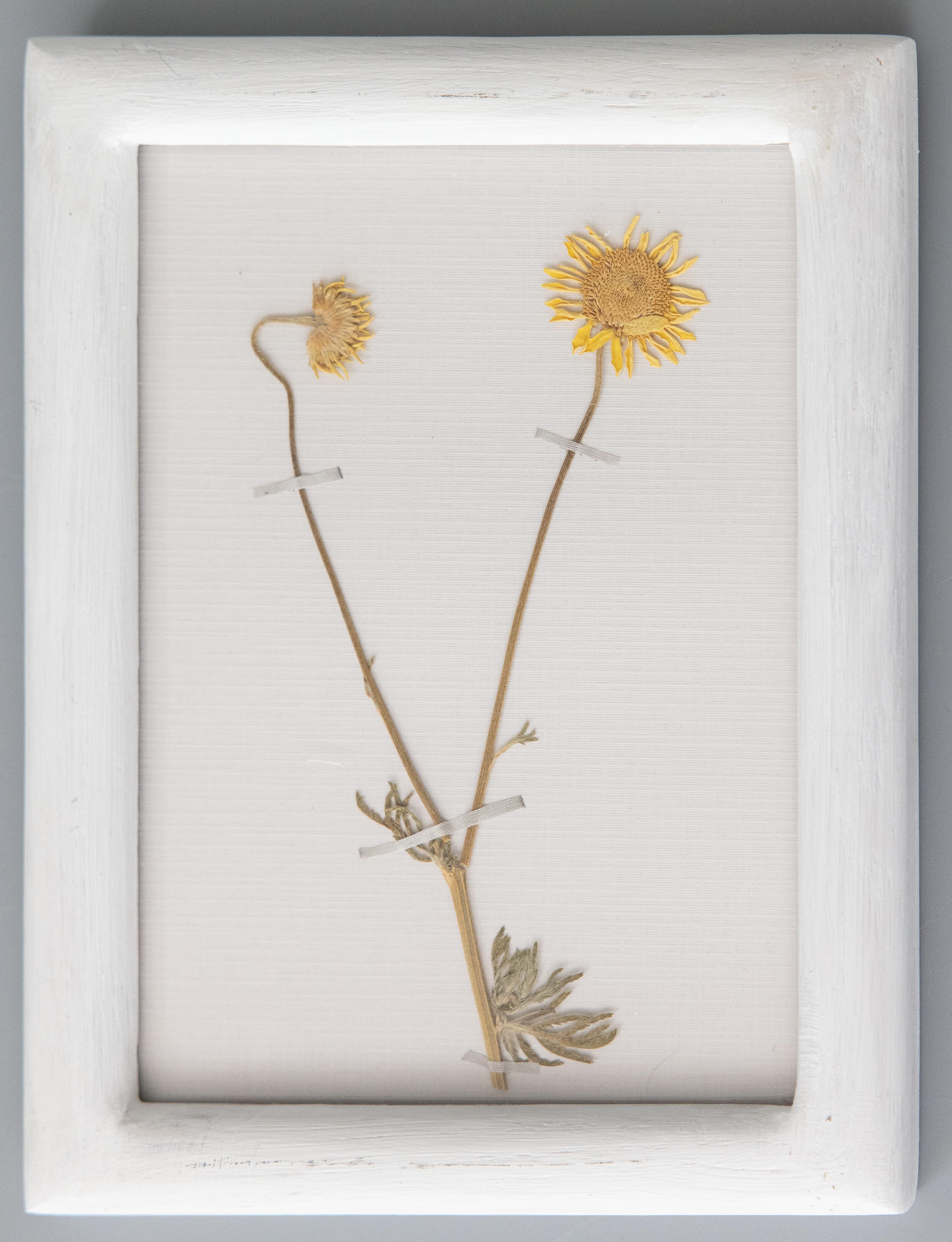 Wood Set of 9 Custom Framed White Washed Scandinavian Herbarium Gallery, circa 1920 For Sale