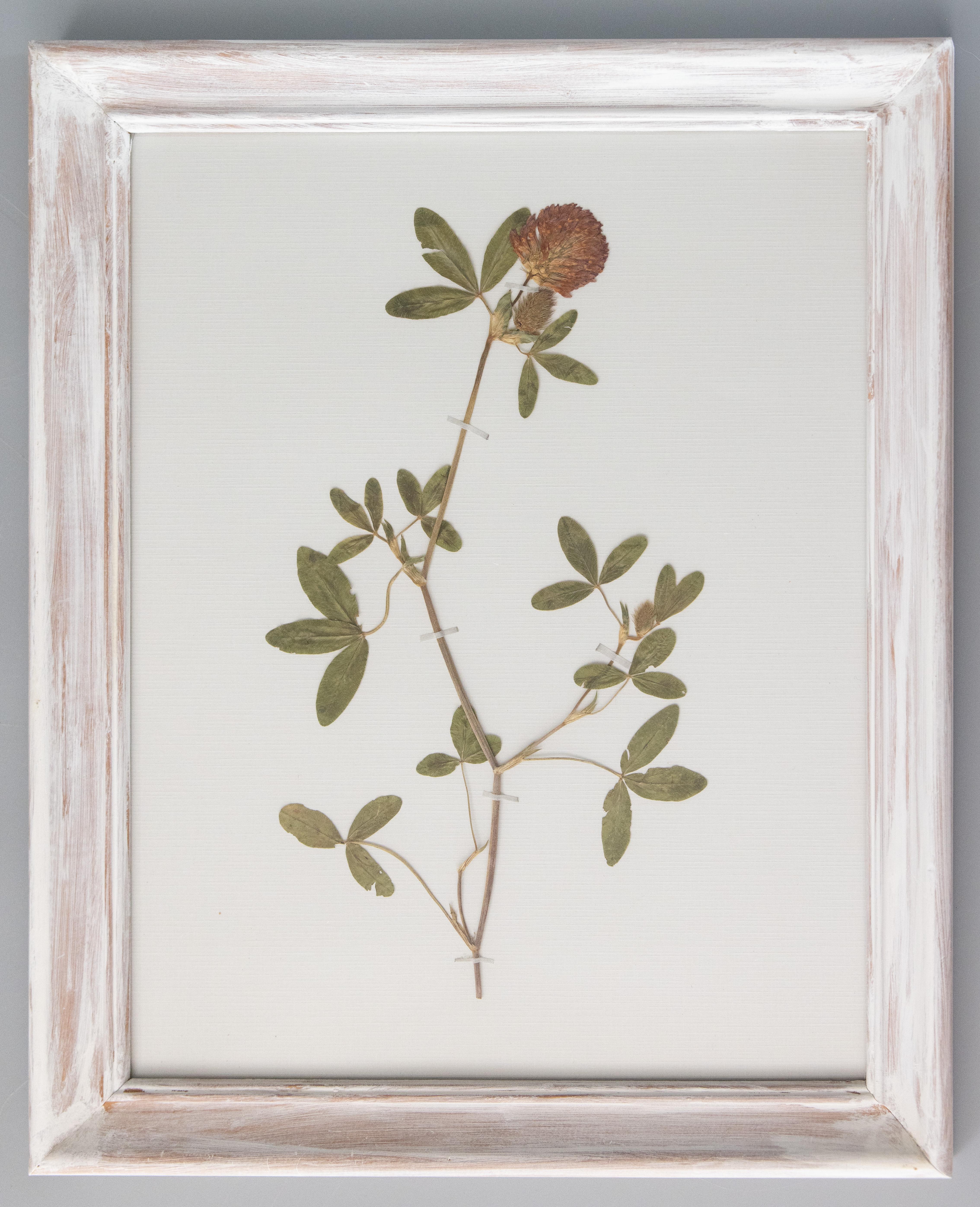 Set of 9 Custom Framed White Washed Scandinavian Herbarium Gallery, circa 1920 For Sale 1