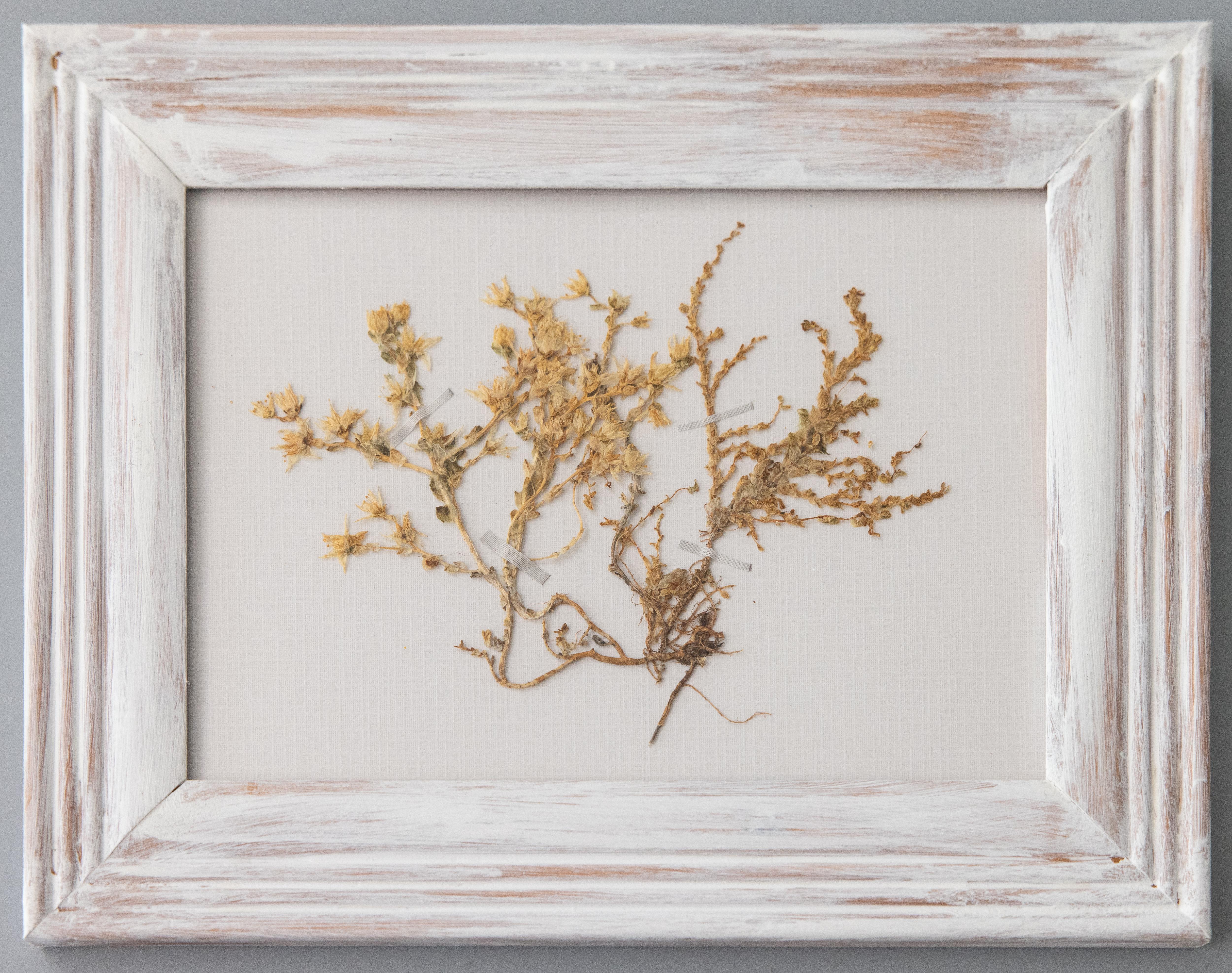 Set of 9 Custom Framed White Washed Scandinavian Herbarium Gallery, circa 1920 For Sale 2