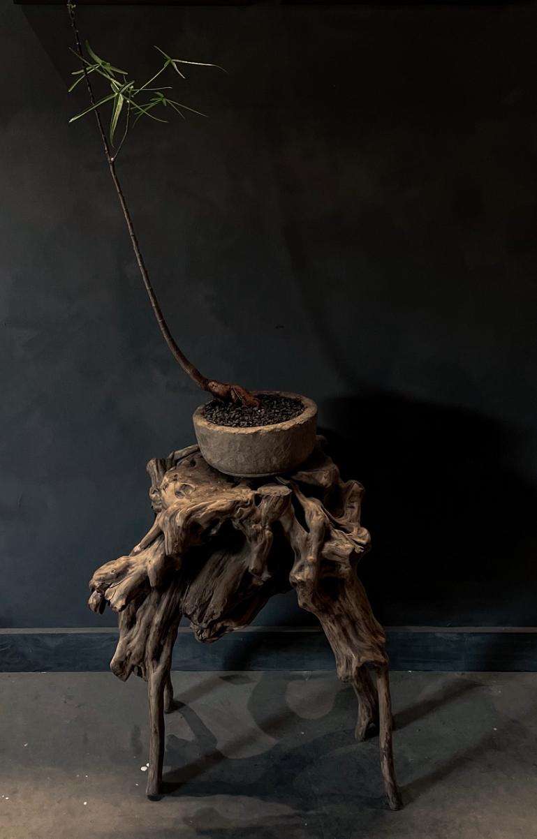 This incredible antique root Japanese side table has is composed from natural roots. It was made between the Meiji (1886-1912) - Taisho (1912-1926) periods in Japan. The piece brings nature into the home in a timeless, unique way. 